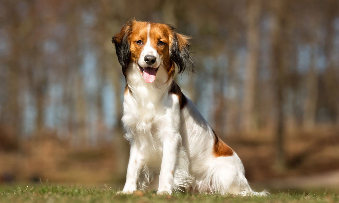 Средние породы собак для детей. Коикерхондье порода. Порода собак Kooikerhondje. Голландский кокер спаниель. Коикерхондье щенки.