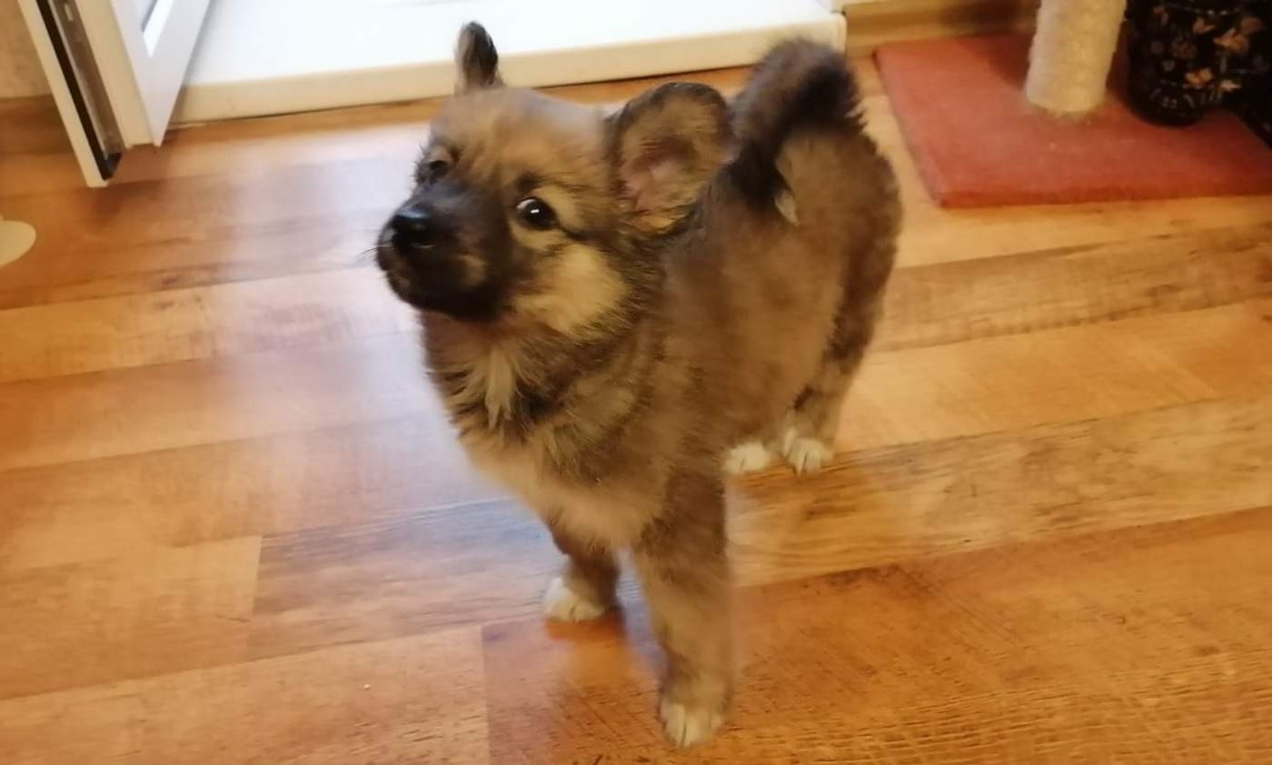 Мишандрий
