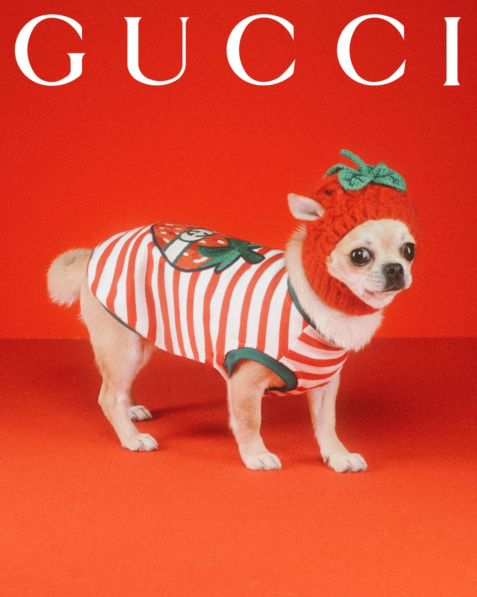 Фото: Max Siedentopf / Gucci