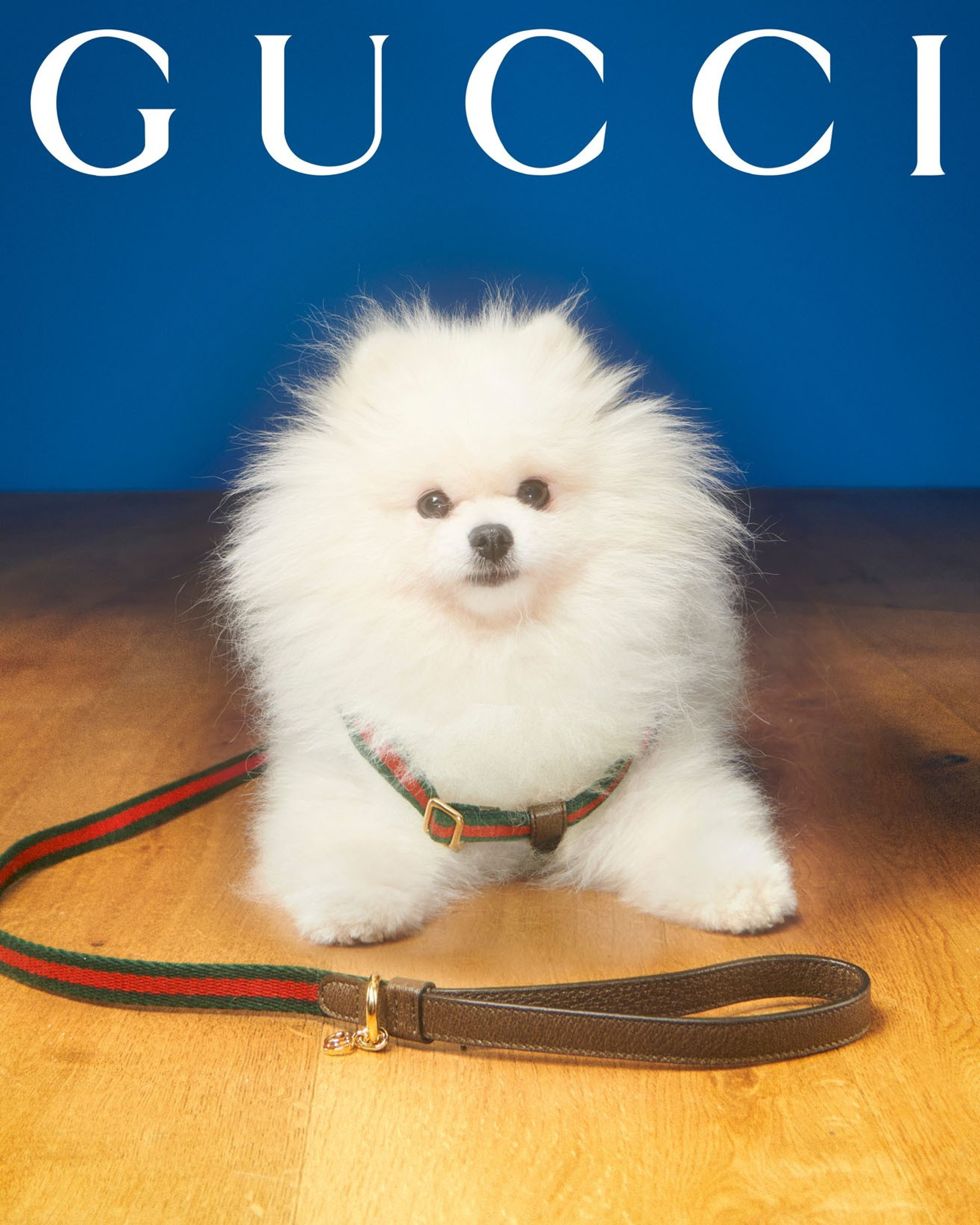 Фото: Max Siedentopf / Gucci