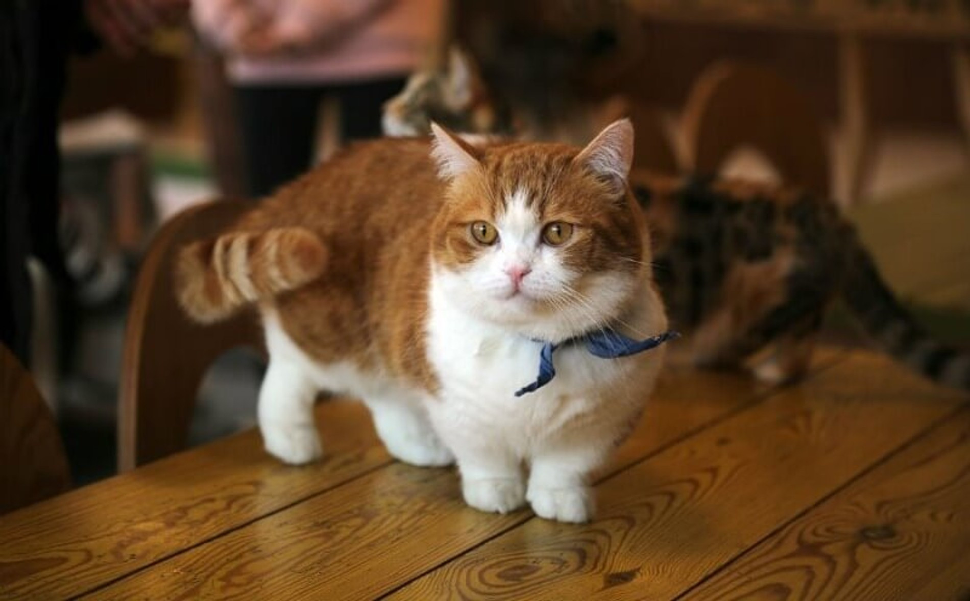 Фото: catmolly.com