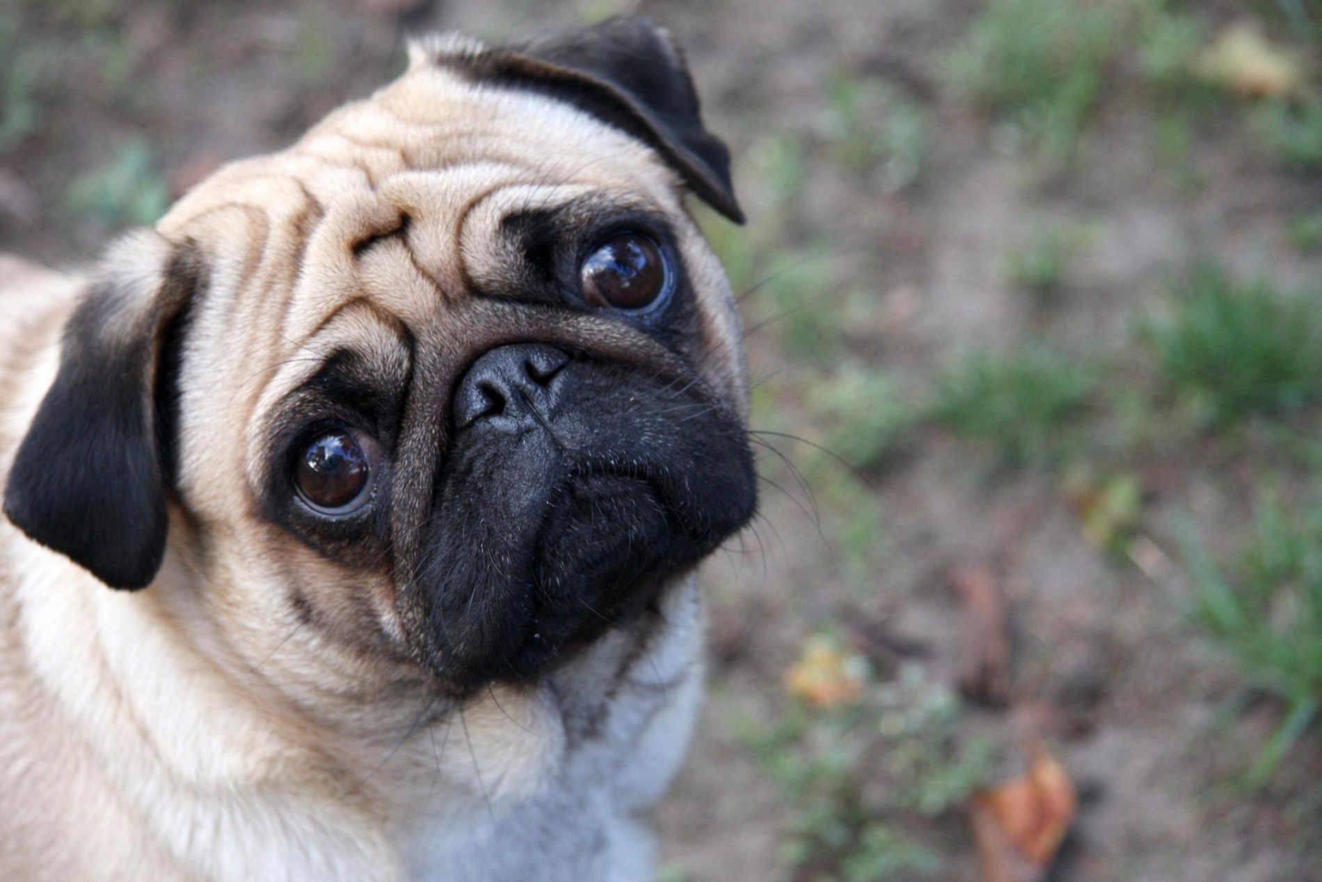 Фото: infodog.ru