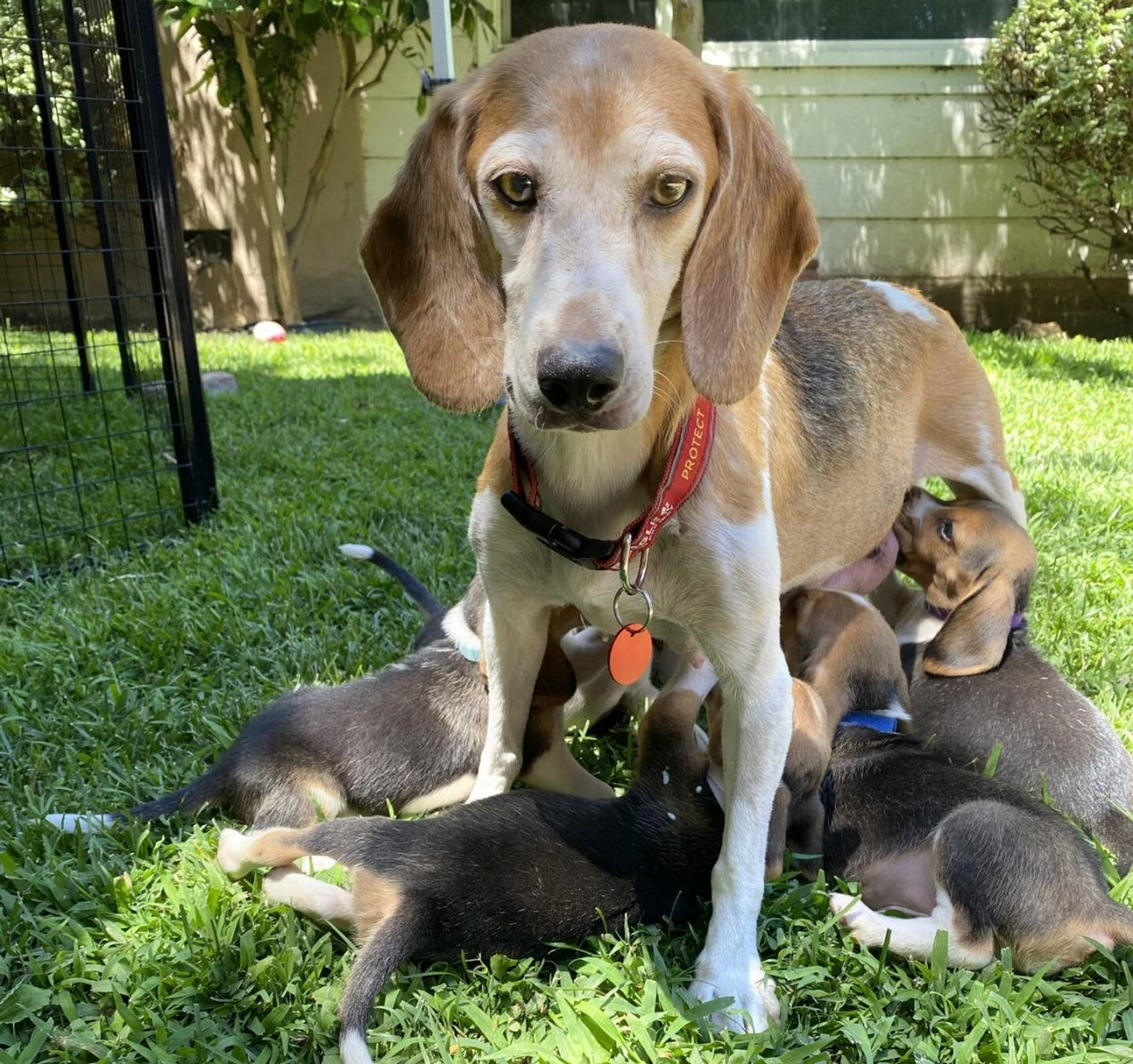 Фото: BEAGLE FREEDOM PROJECT/MEGA