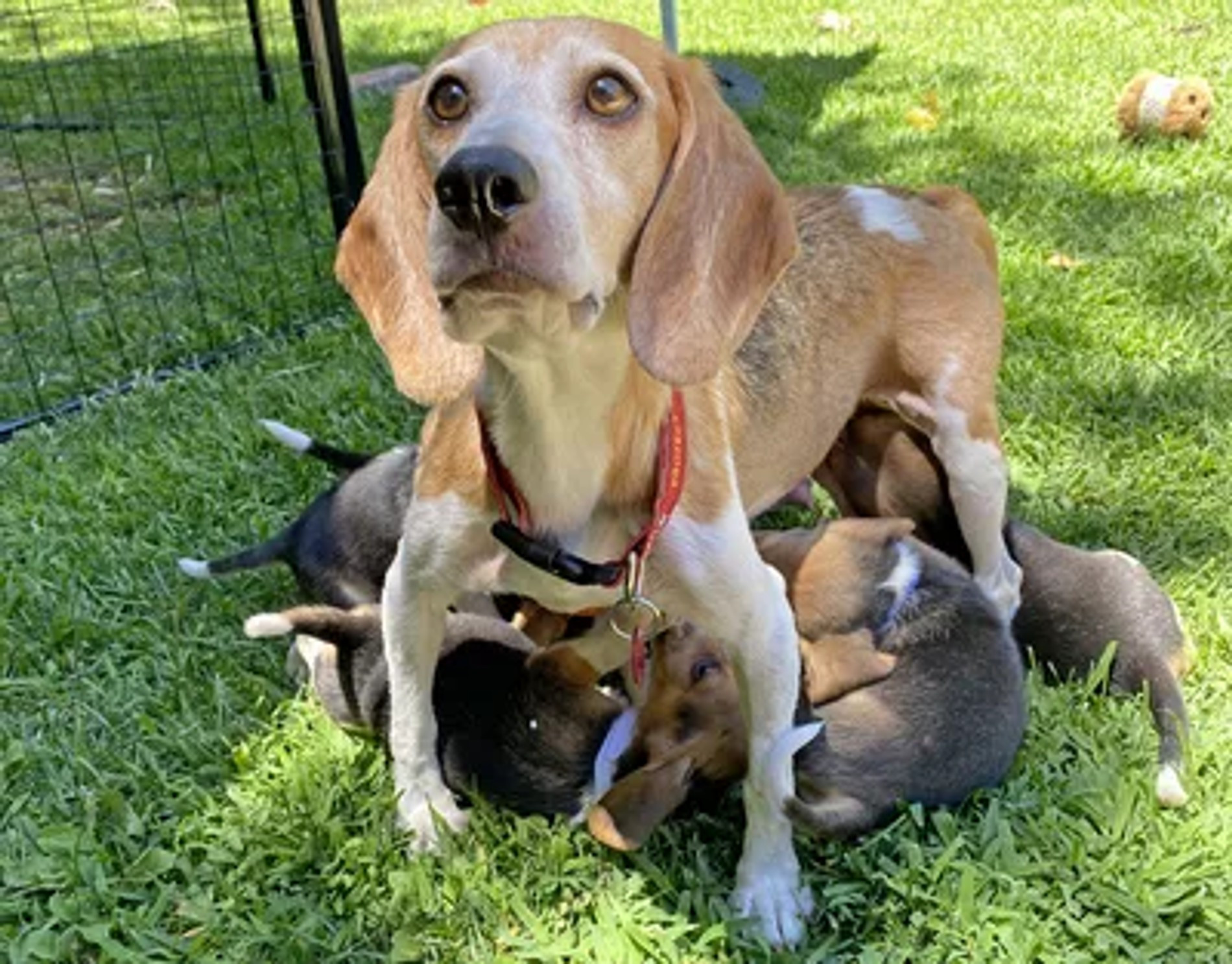 Фото: BEAGLE FREEDOM PROJECT/MEGA