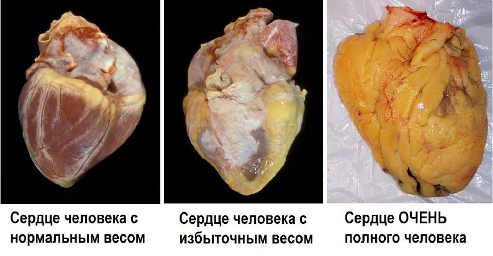 Фото: соцсети доктора Павловой