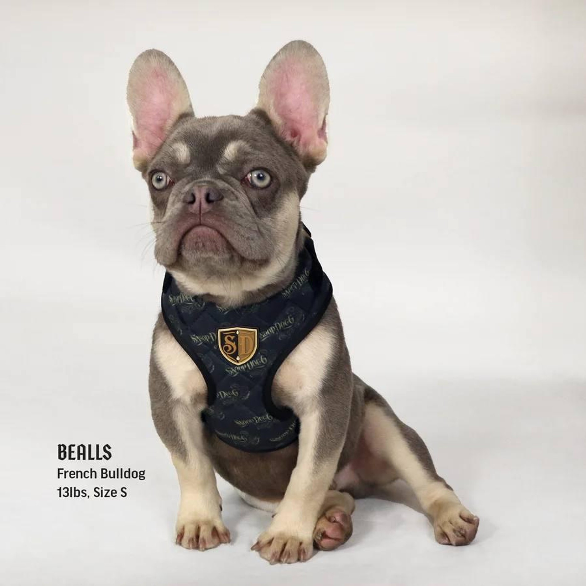 Фото: Snoop Doggie Doggs