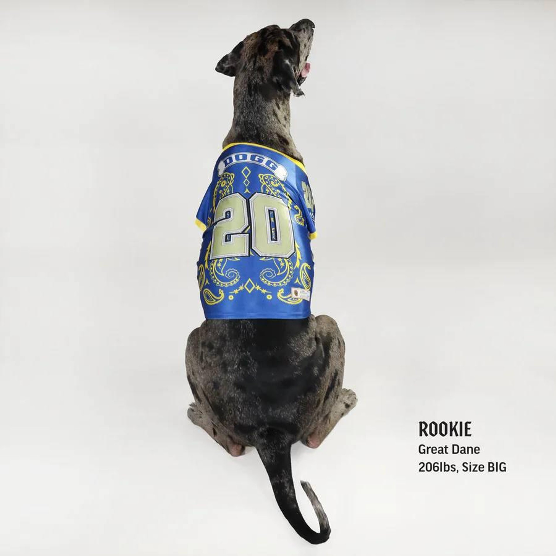 Фото: Snoop Doggie Doggs