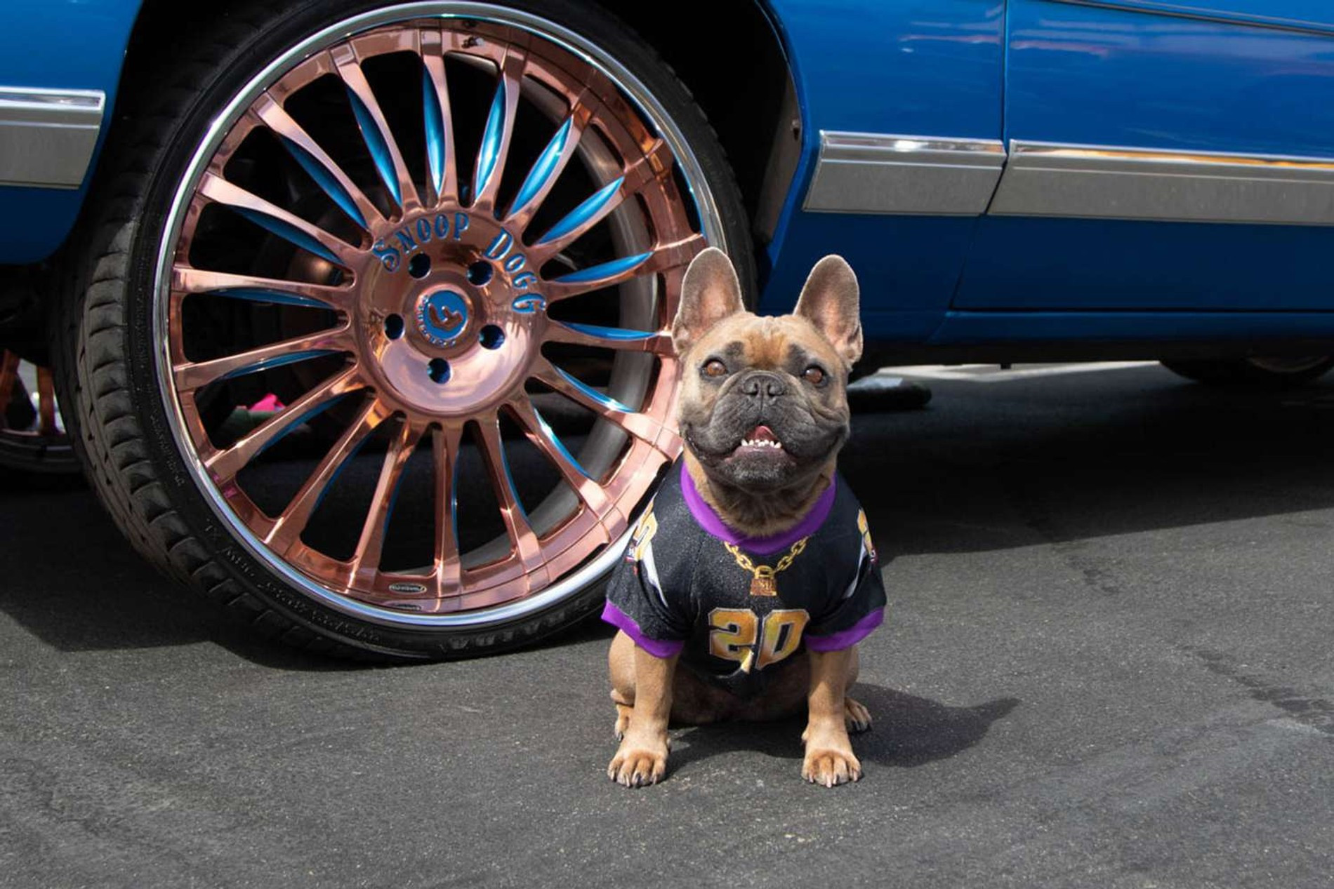 Фото: Snoop Doggie Doggs