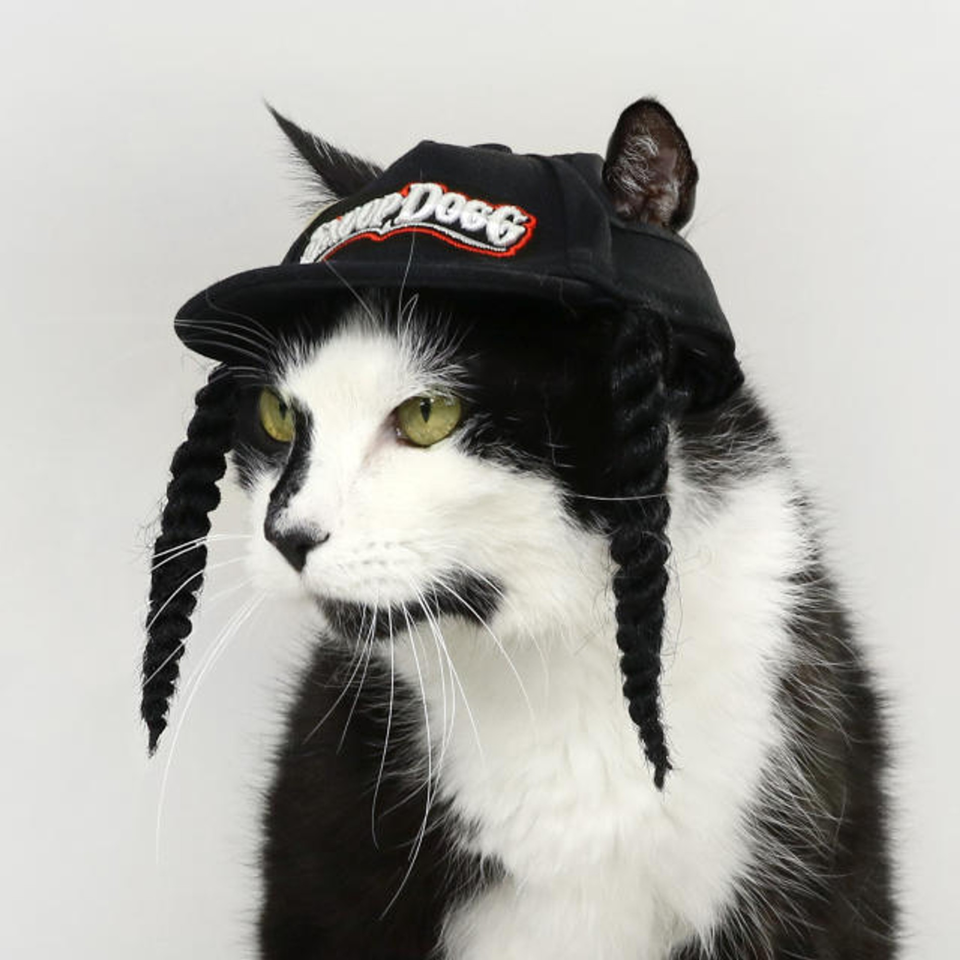 Фото: Snoop Doggie Doggs