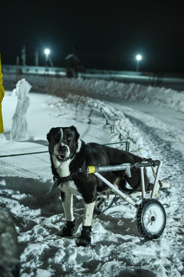 Дом хрупких алабаев: как помогают собакам в передержке DogSpace