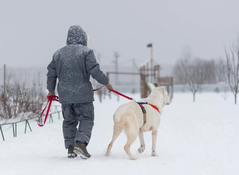 Аза на прогулке. Фото: DogSpace / Виктория Дьячкова