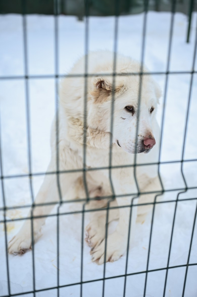 Дом хрупких алабаев: как помогают собакам в передержке DogSpace