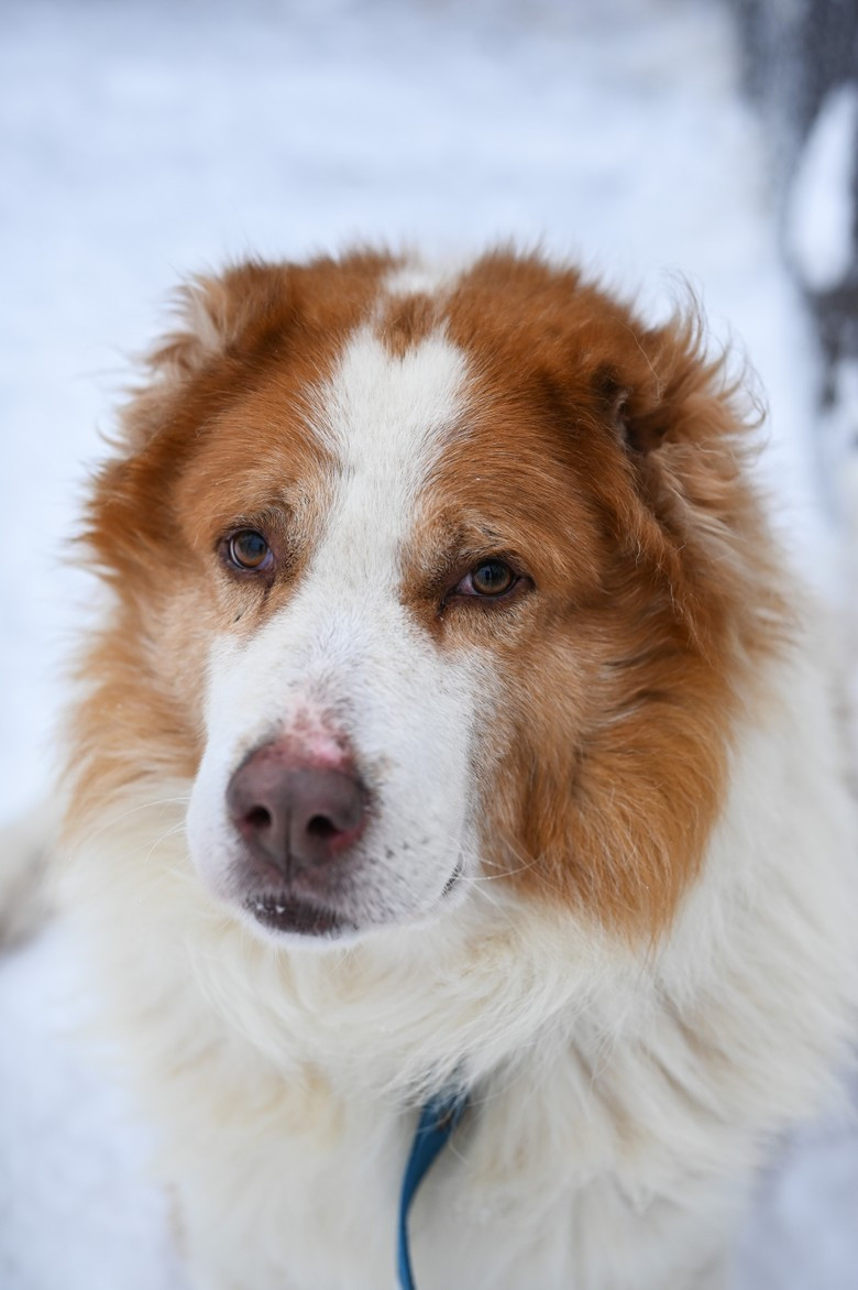 Дом хрупких алабаев: как помогают собакам в передержке DogSpace