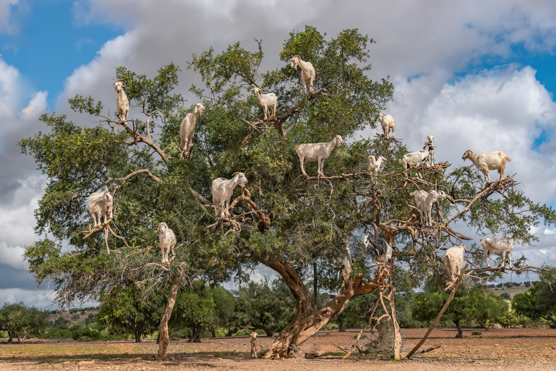 Фото: Getty Images