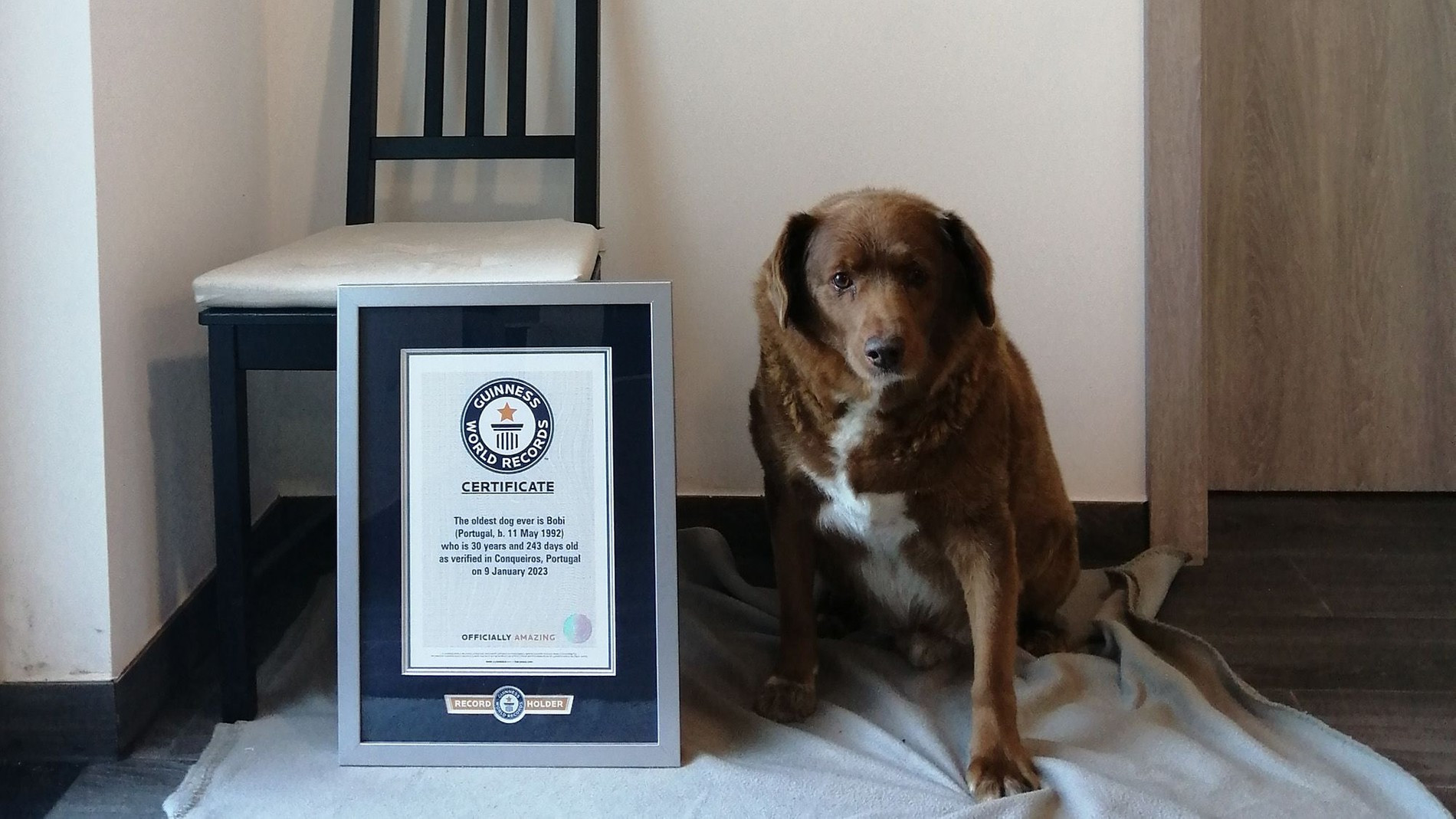 30-летний Боби — самая пожилая собака в мире
Фото: Guinness World Records