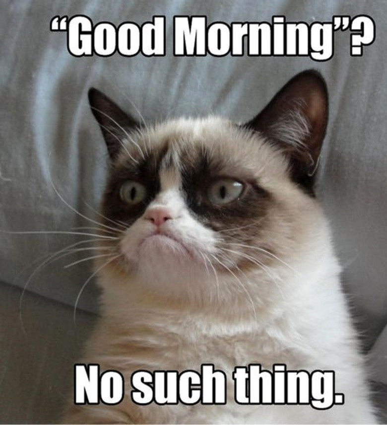 Мем с Grumpy Cat. Источник: Memepedia