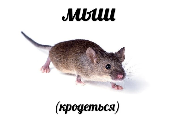 Мем с крадущейся мышью. Источник: Memepedia