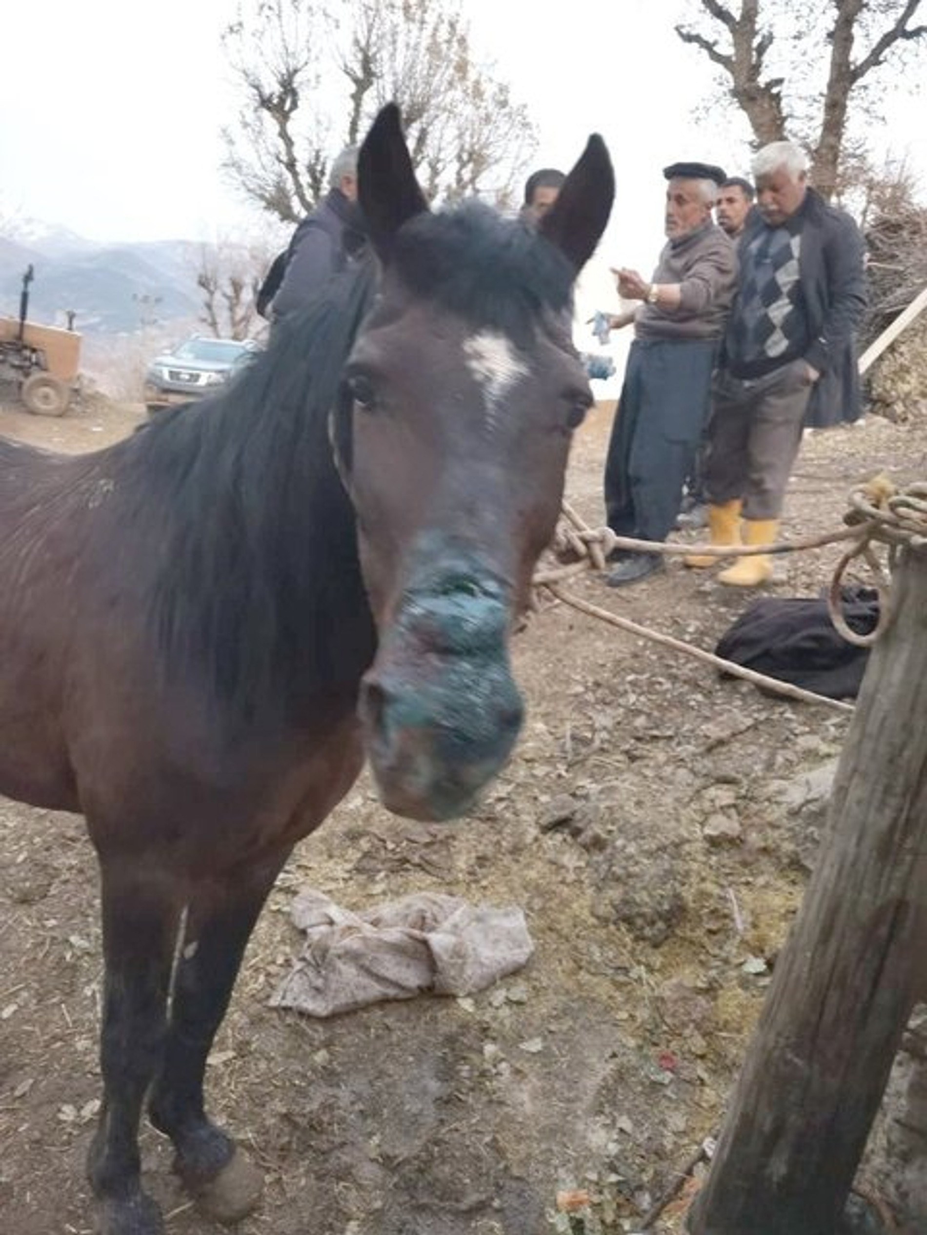 Спасенная лошадь, которая провела под завалами 21 день
Фото: haberturk.com