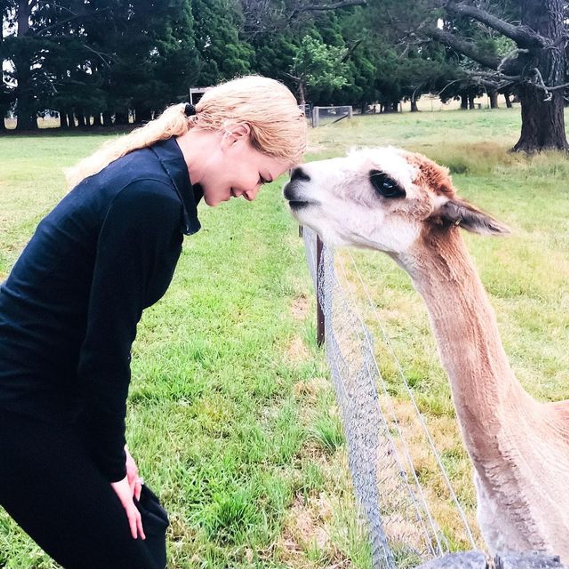 Николь Кидман со своей альпака
Фото: Инстаграм (запрещен в РФ) / @nicolekidman