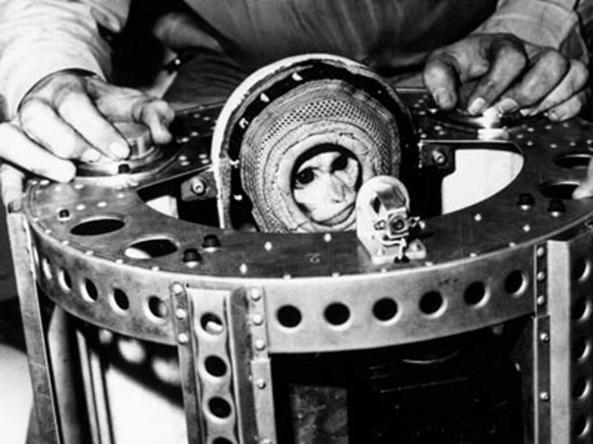 Макак-резус Альберт II перед полетом. Источник: NASA