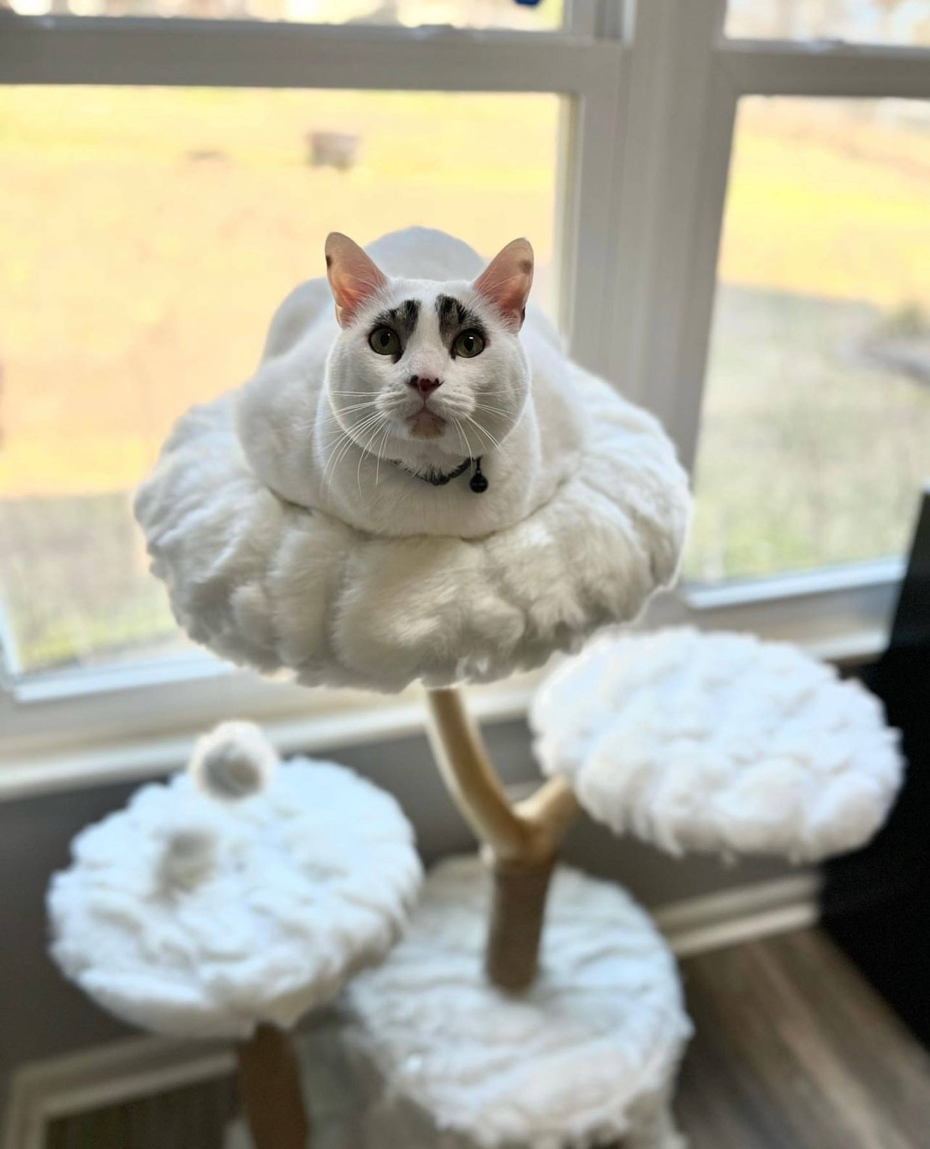 Кот Сквид
Фото: Инстаграм (запрещен в РФ) @squidy.cat
