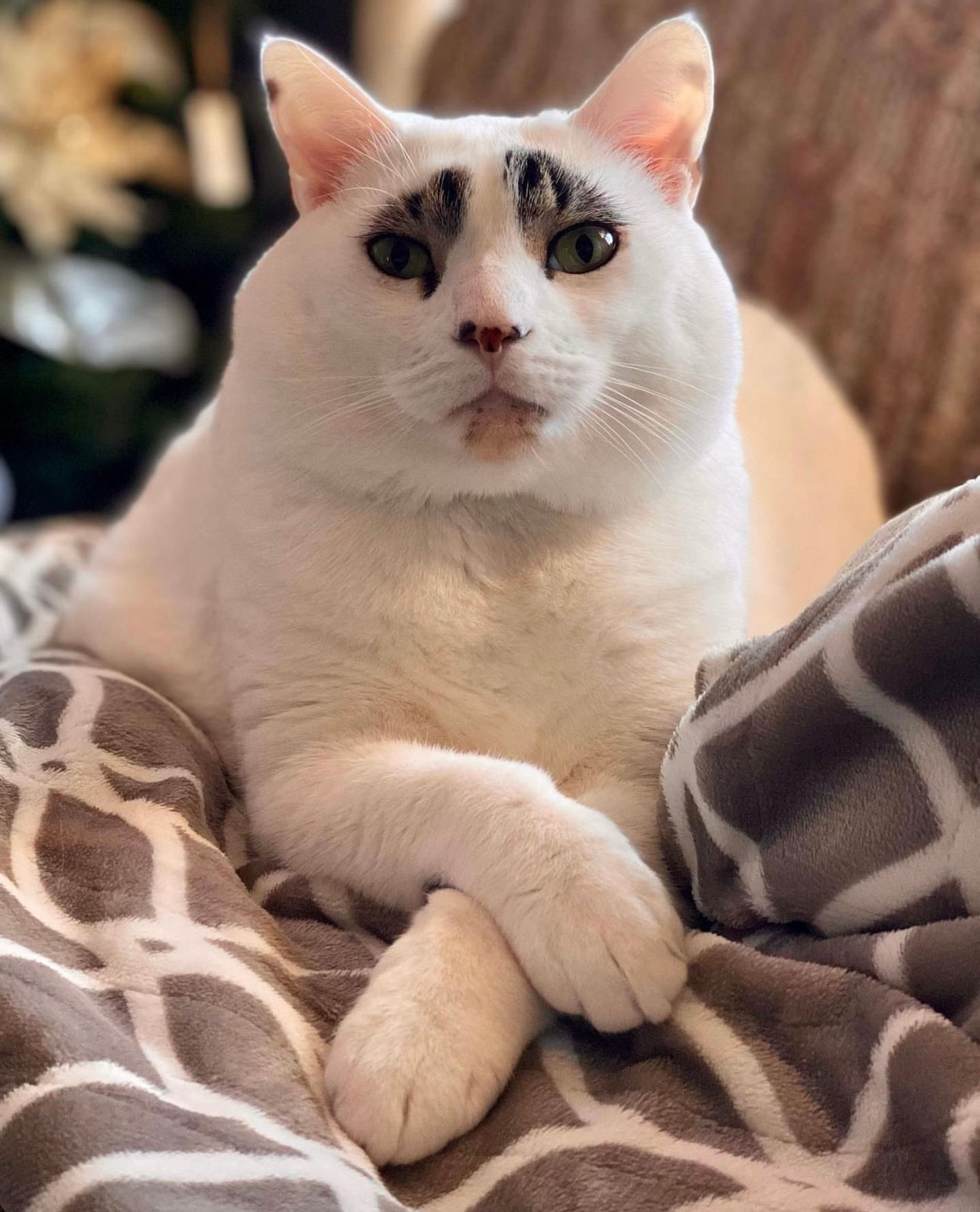 Кот Сквид
Фото: Инстаграм (запрещен в РФ) @squidy.cat
