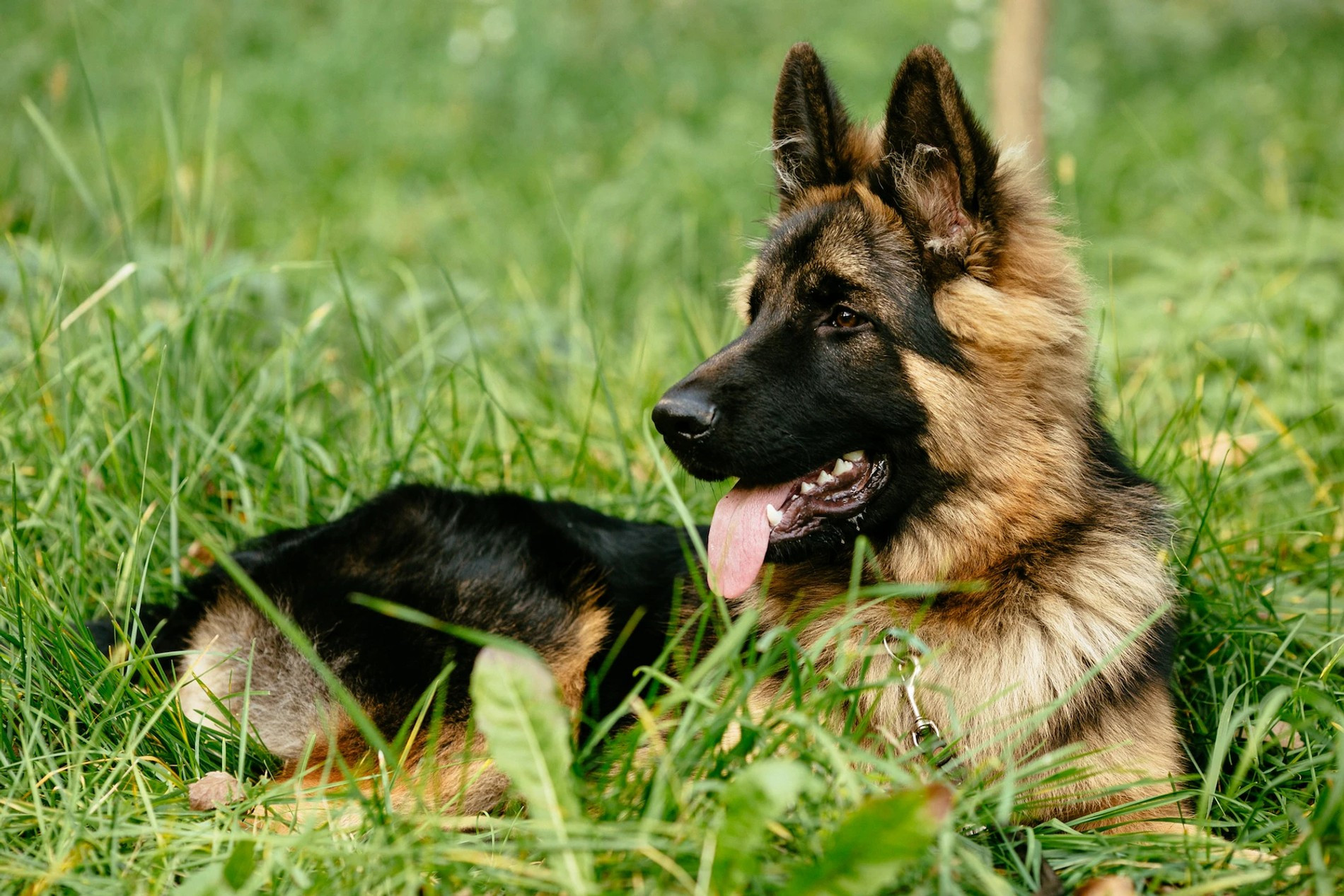 Овчарка
Фото: Freepik