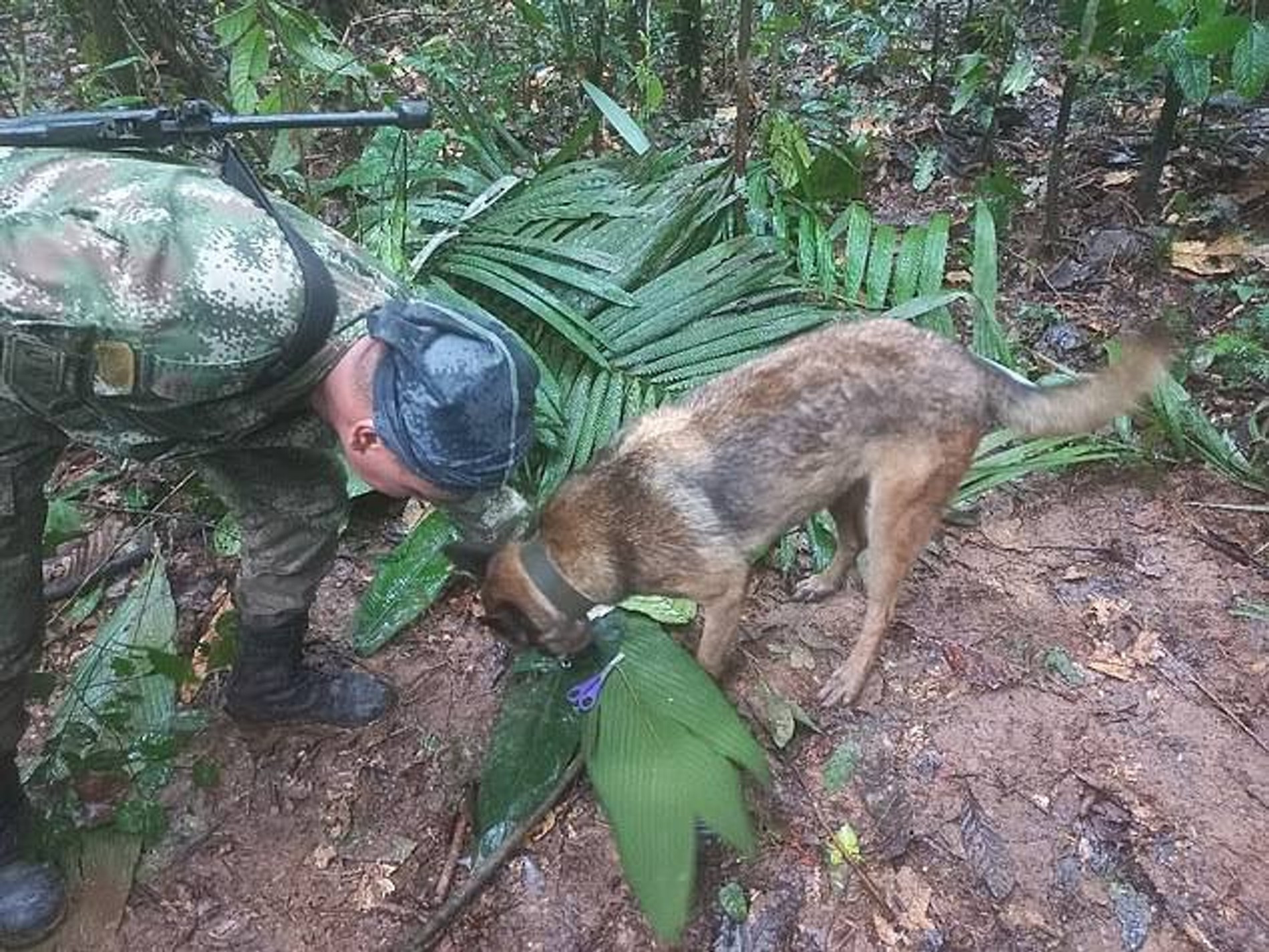 Спасатель дает собаки понюхать найденные ножницы
Фото: Daily Mail