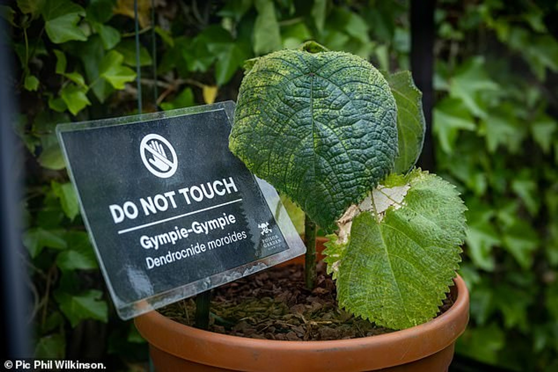 Гимпи-гимпи
Фото: Daily Mail/Phil Wilkinson