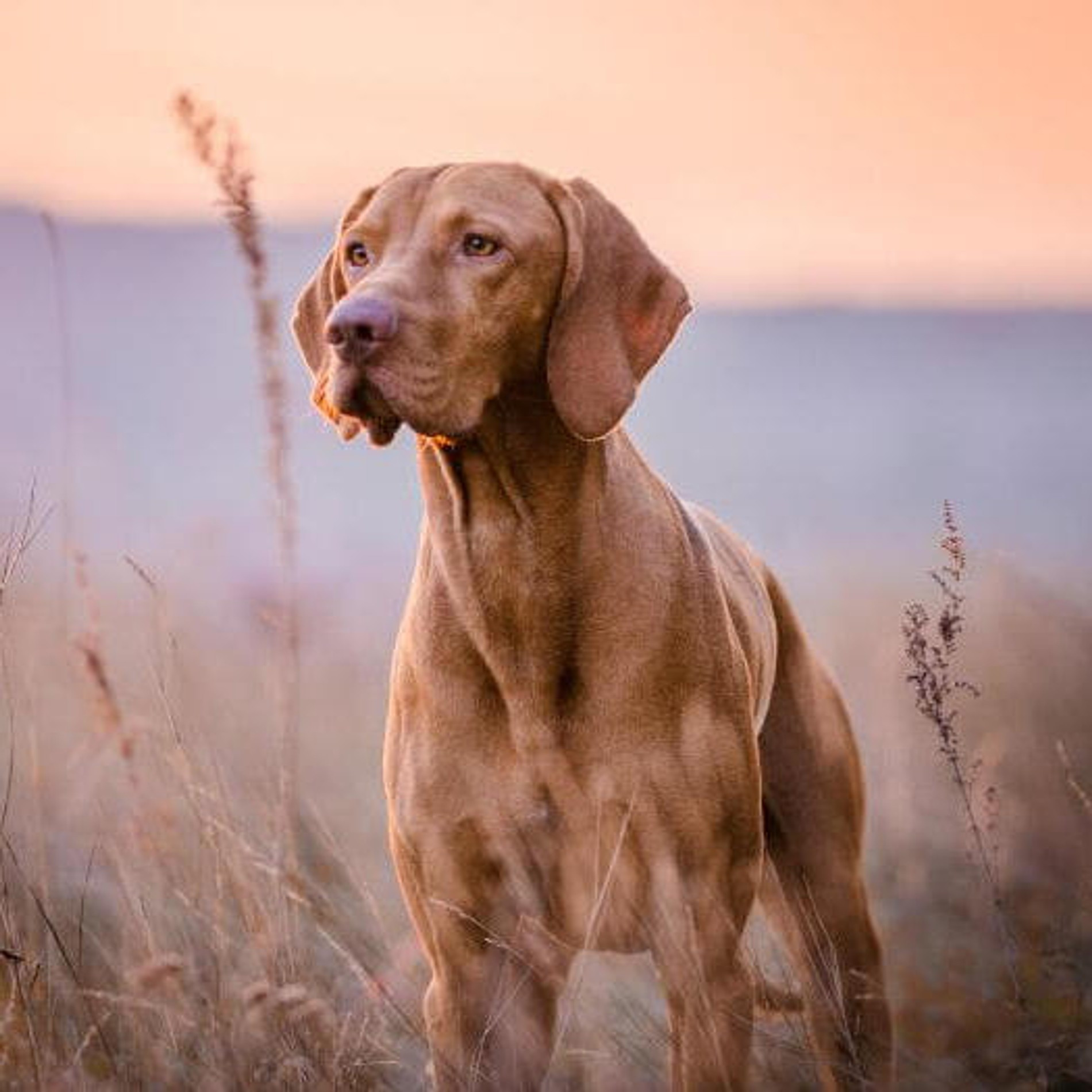 Венгерская выжла. Фото: purina.co.uk