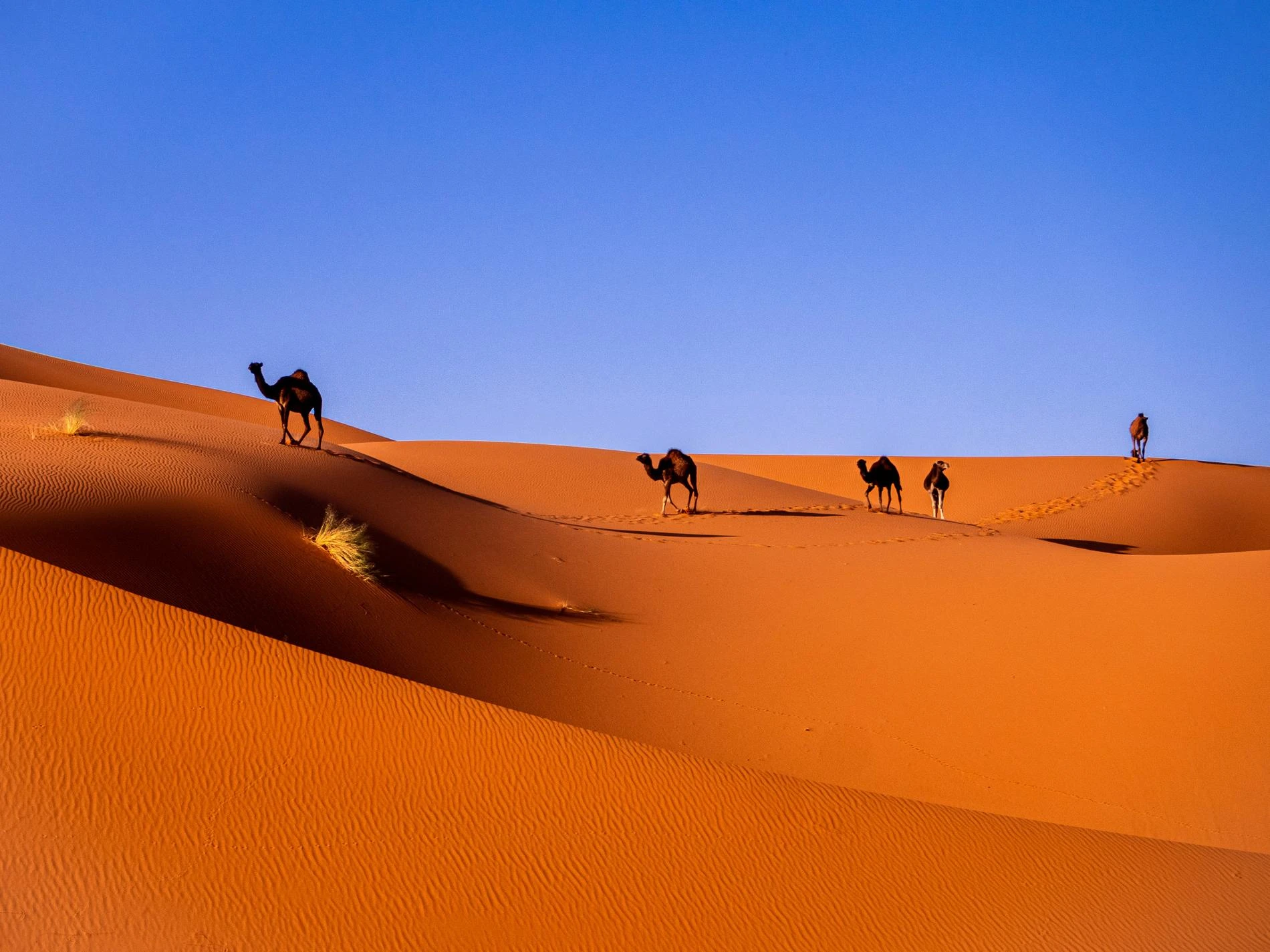 Фото: Carlos Leret / Unsplash