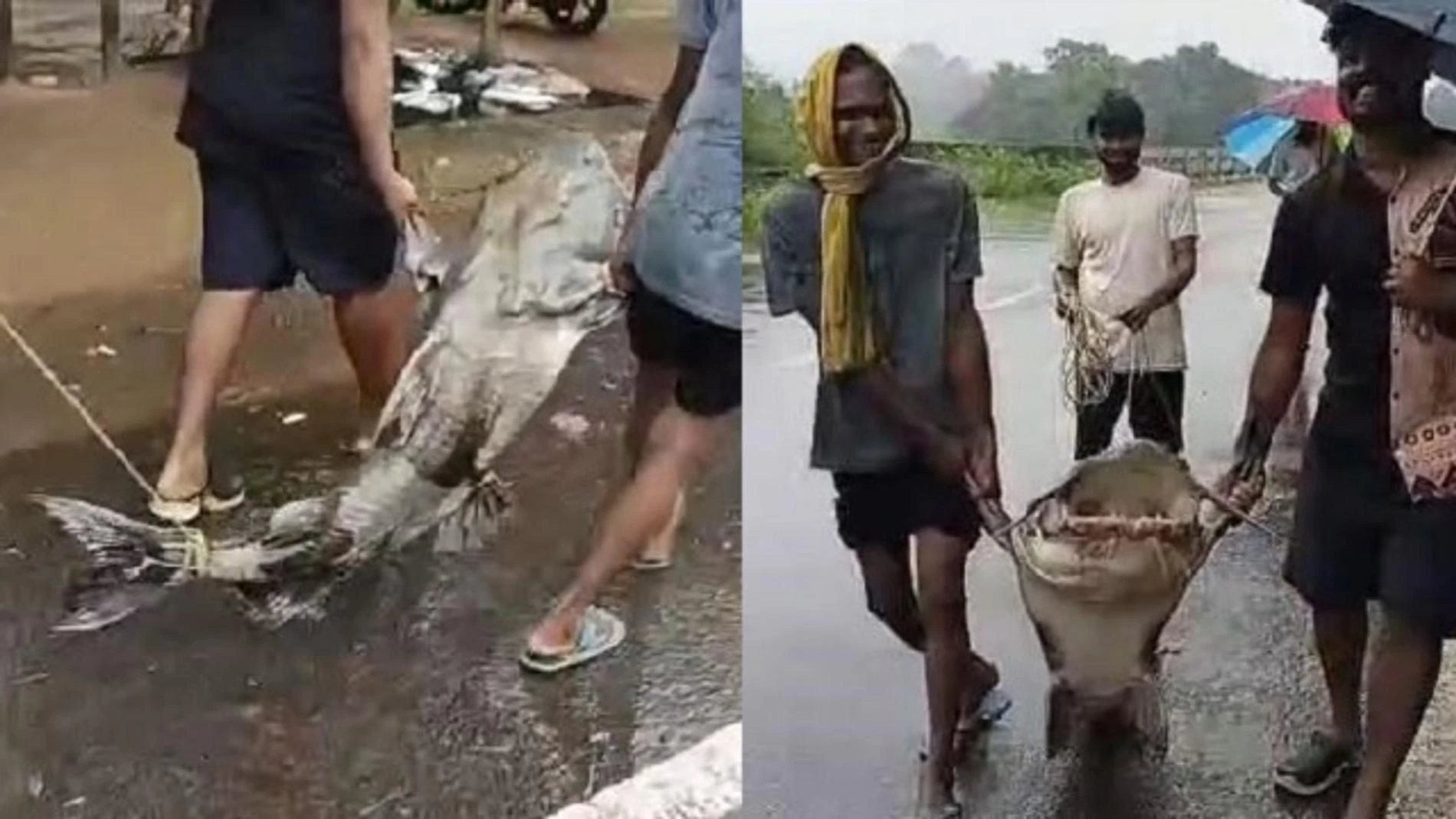 Фото: Kalinga TV