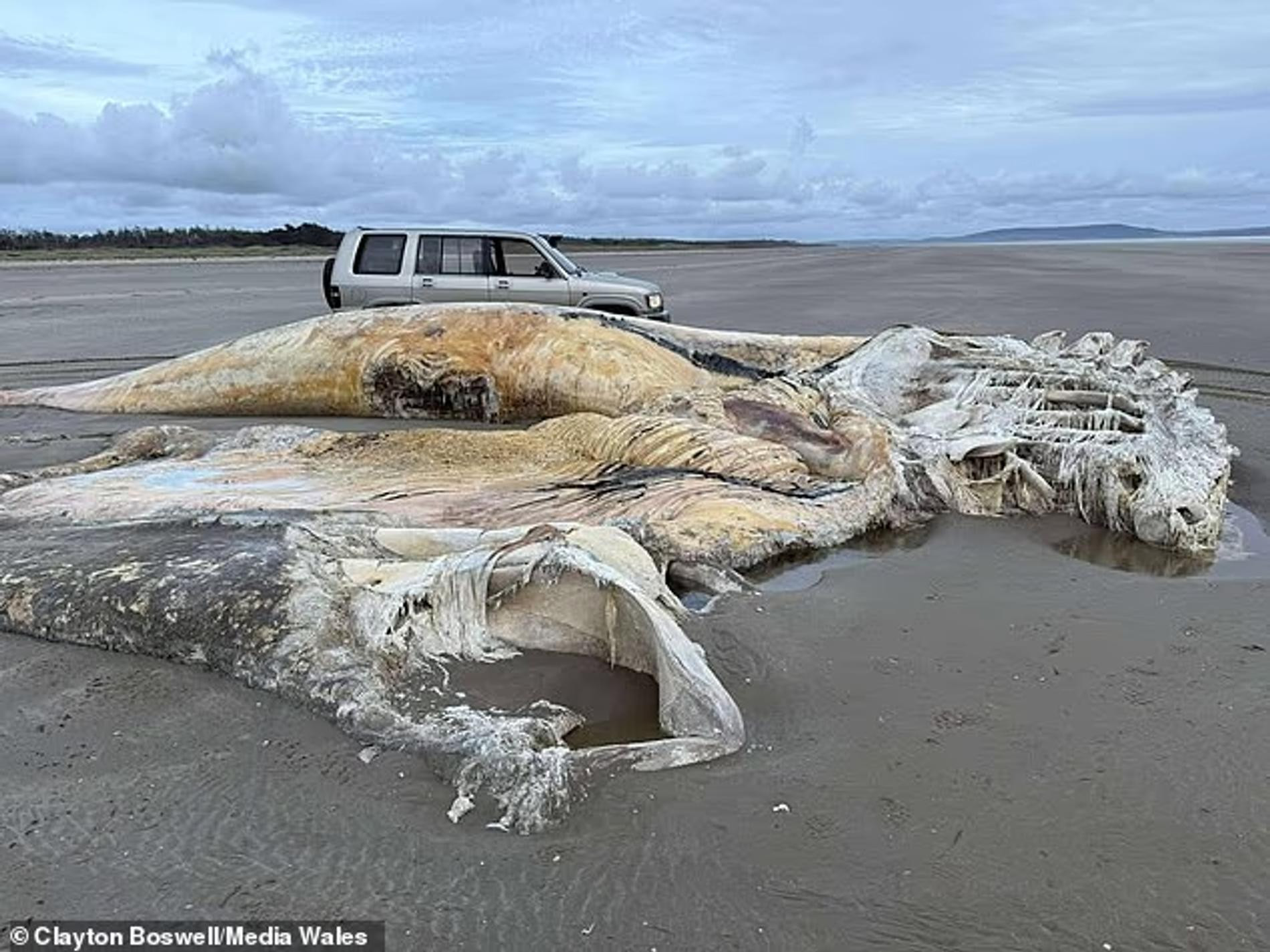 Фото: Daily Mail