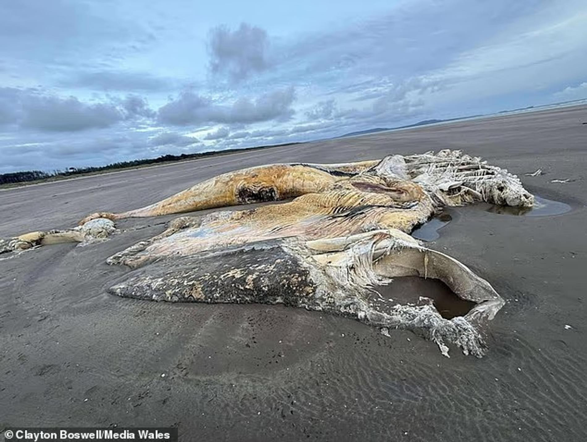 Фото: Daily Mail