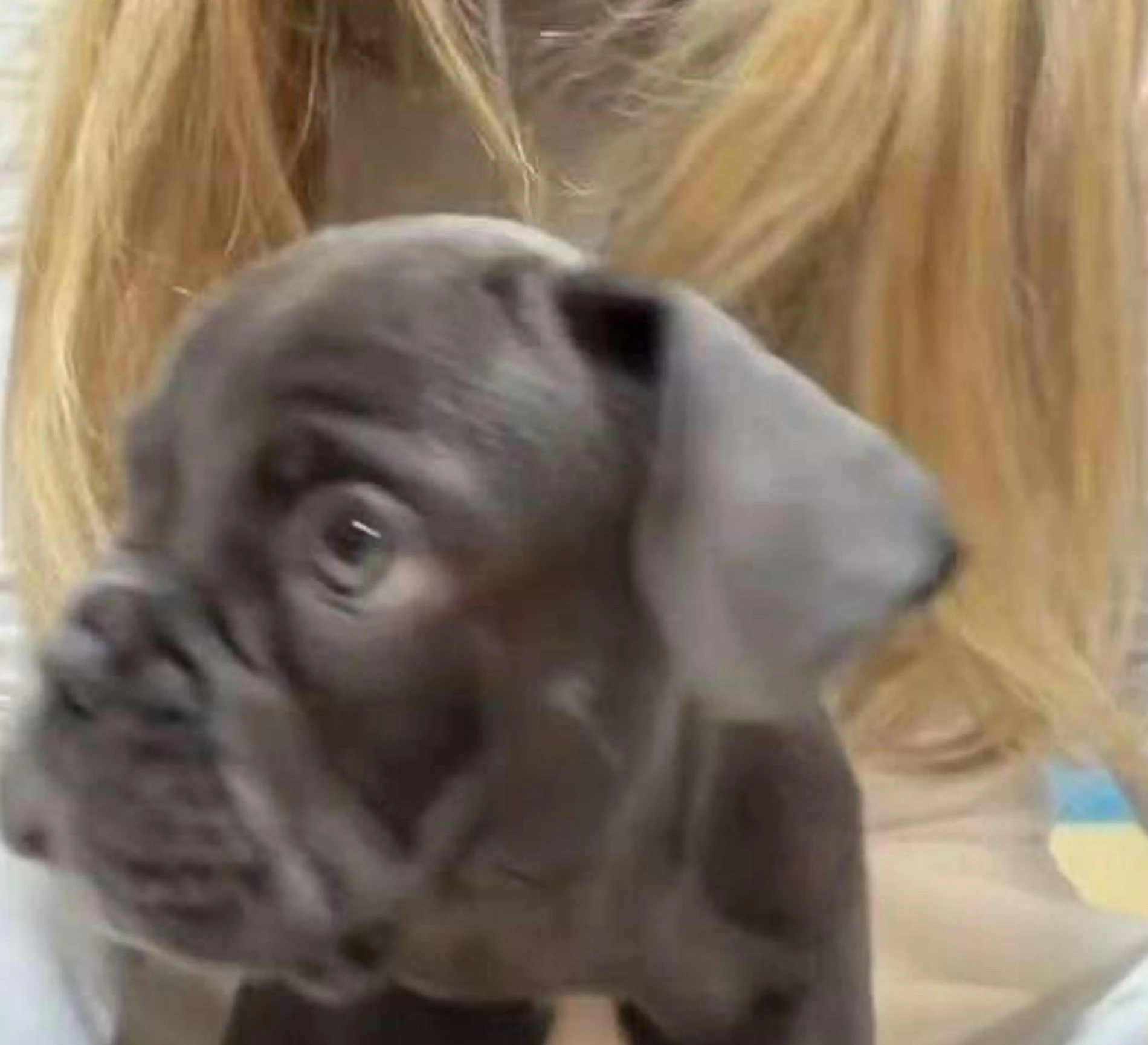 Фото: Инстаграм (запрещён в РФ) @ververa