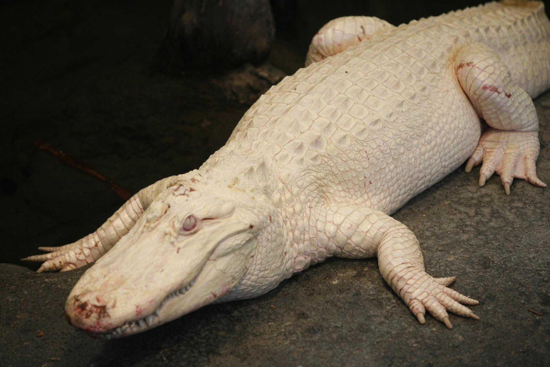 Аллигатор-альбинос Клод. Фото: Getti Images
