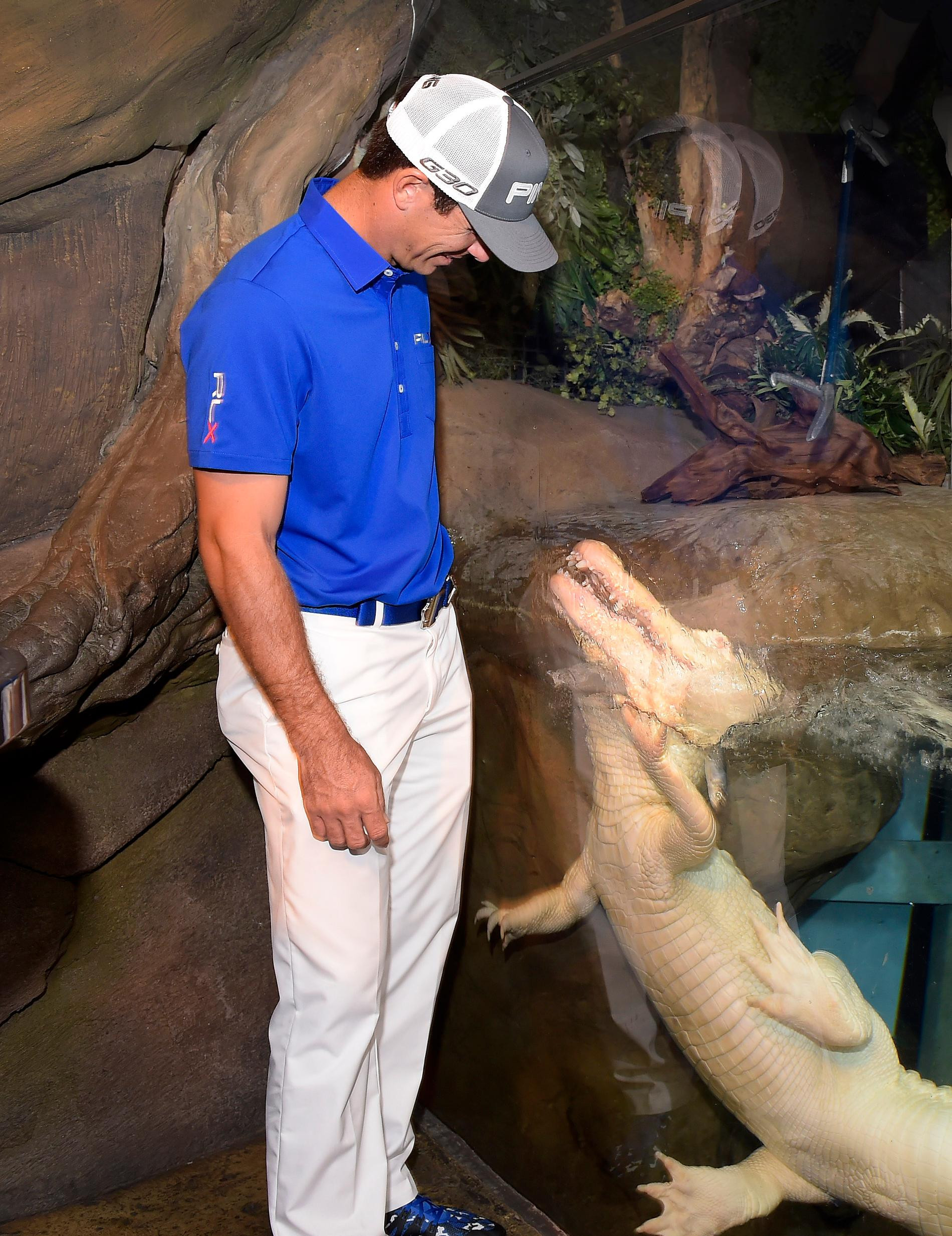 Аллигатор-альбинос Клод. Фото: Getti Images