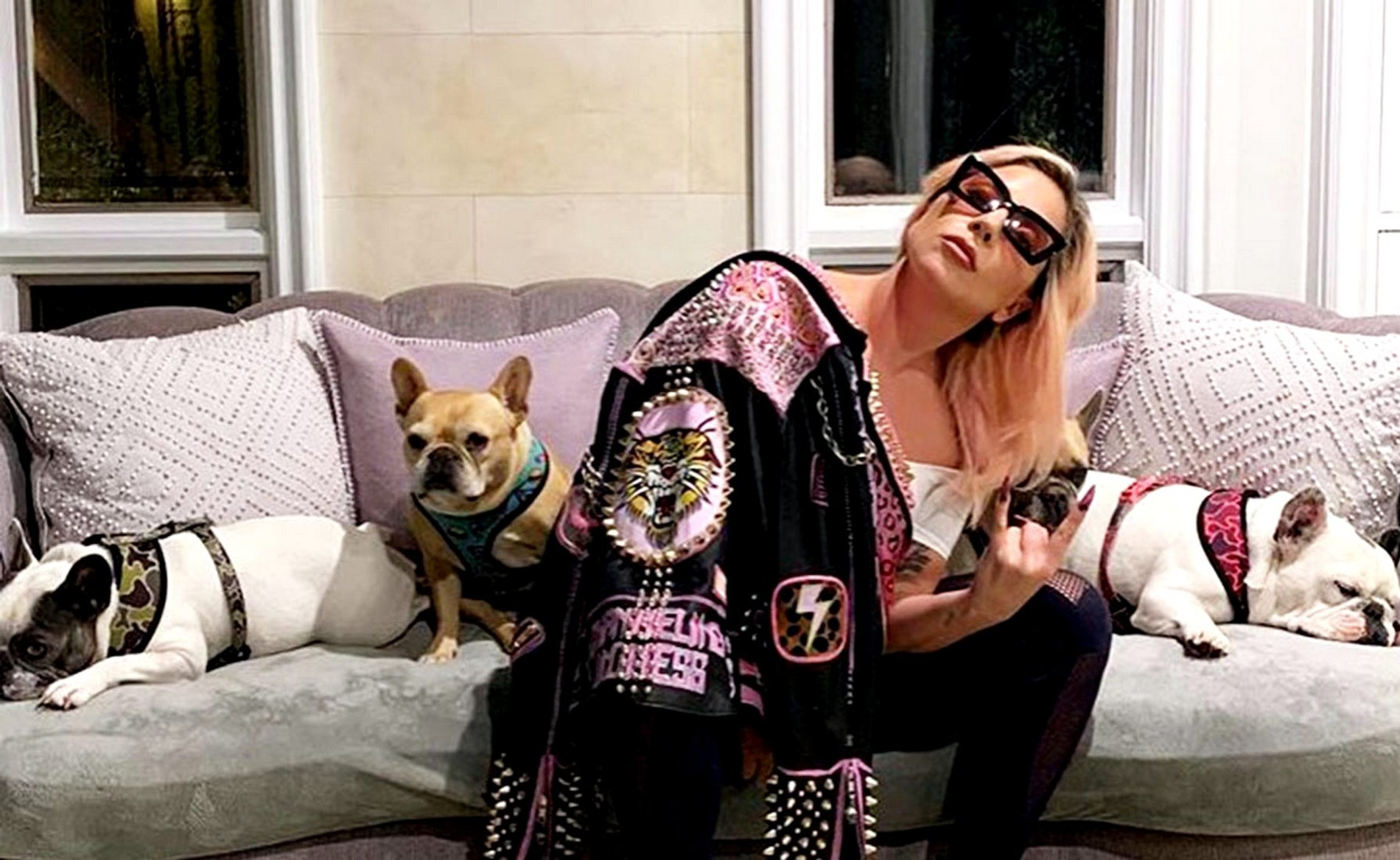 Леди Гага с собаками 