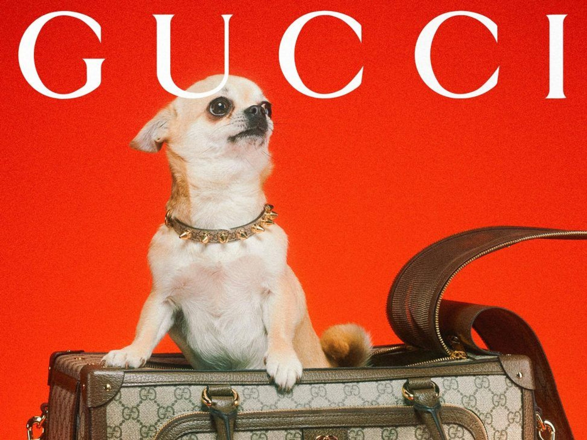 Фото: Max Siedentopf / Gucci