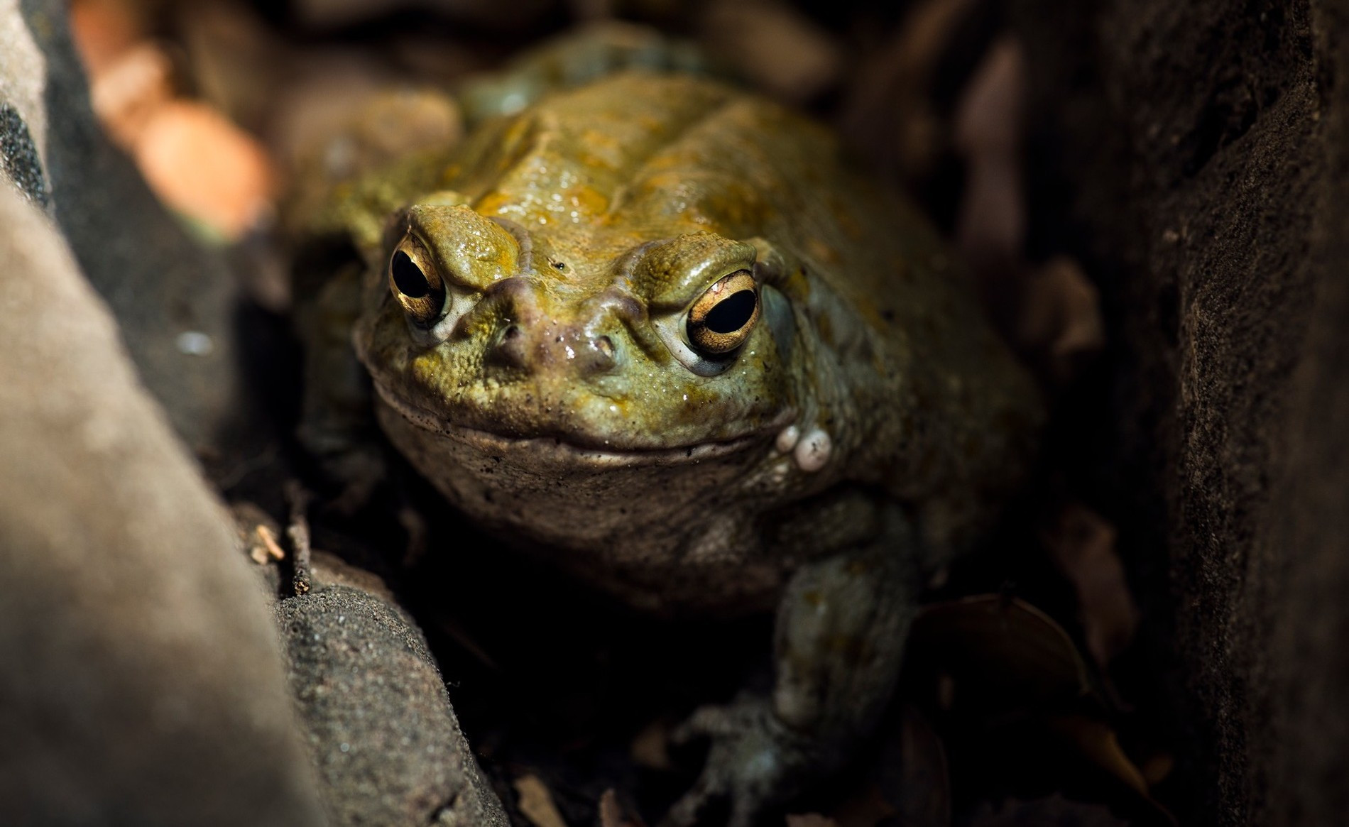 Колорадская жаба Bufo alvarius
Фото: Getty