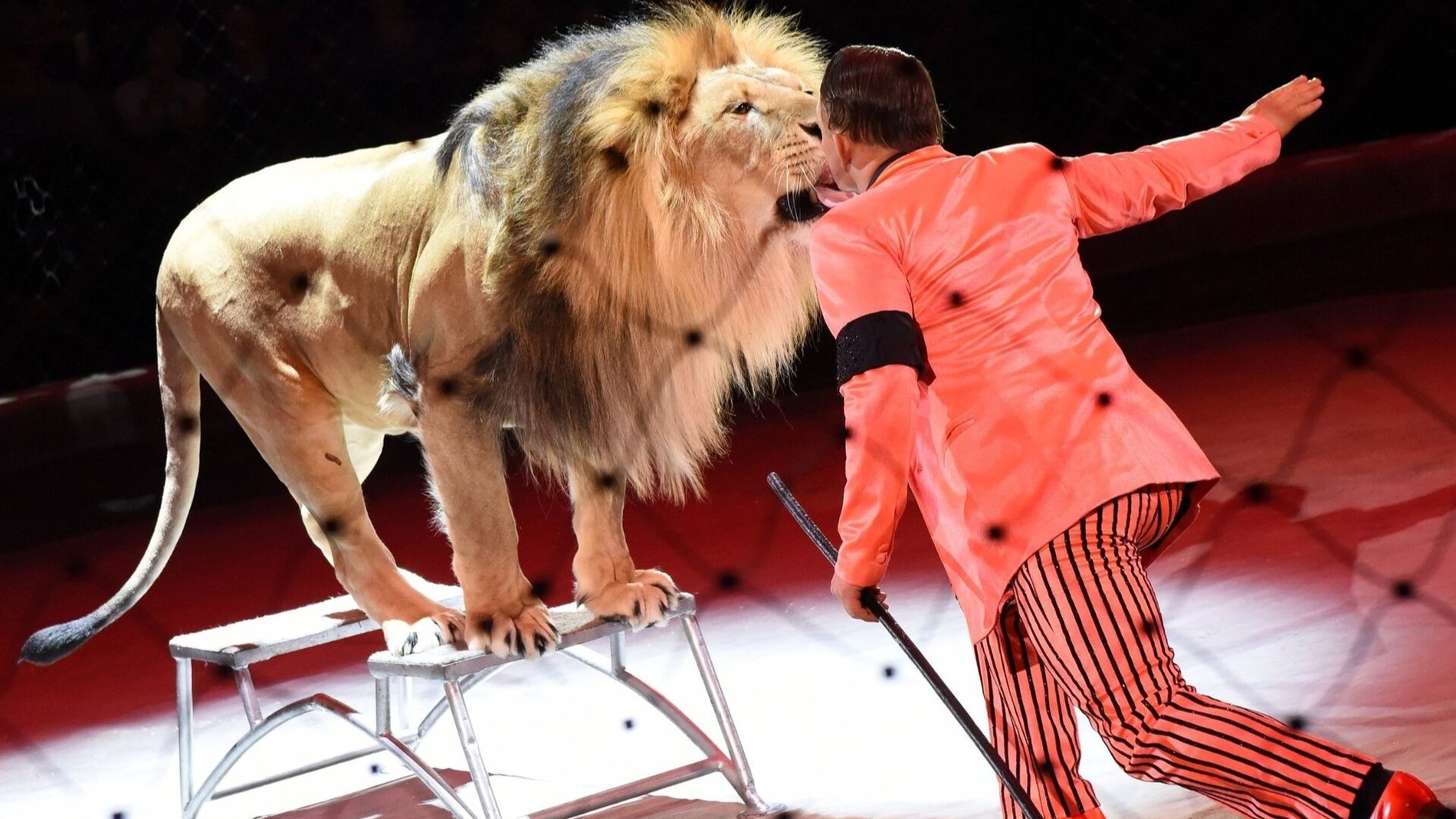 Лев c дрессировщиком на арене цирка
Фото: circus-sochi.ru