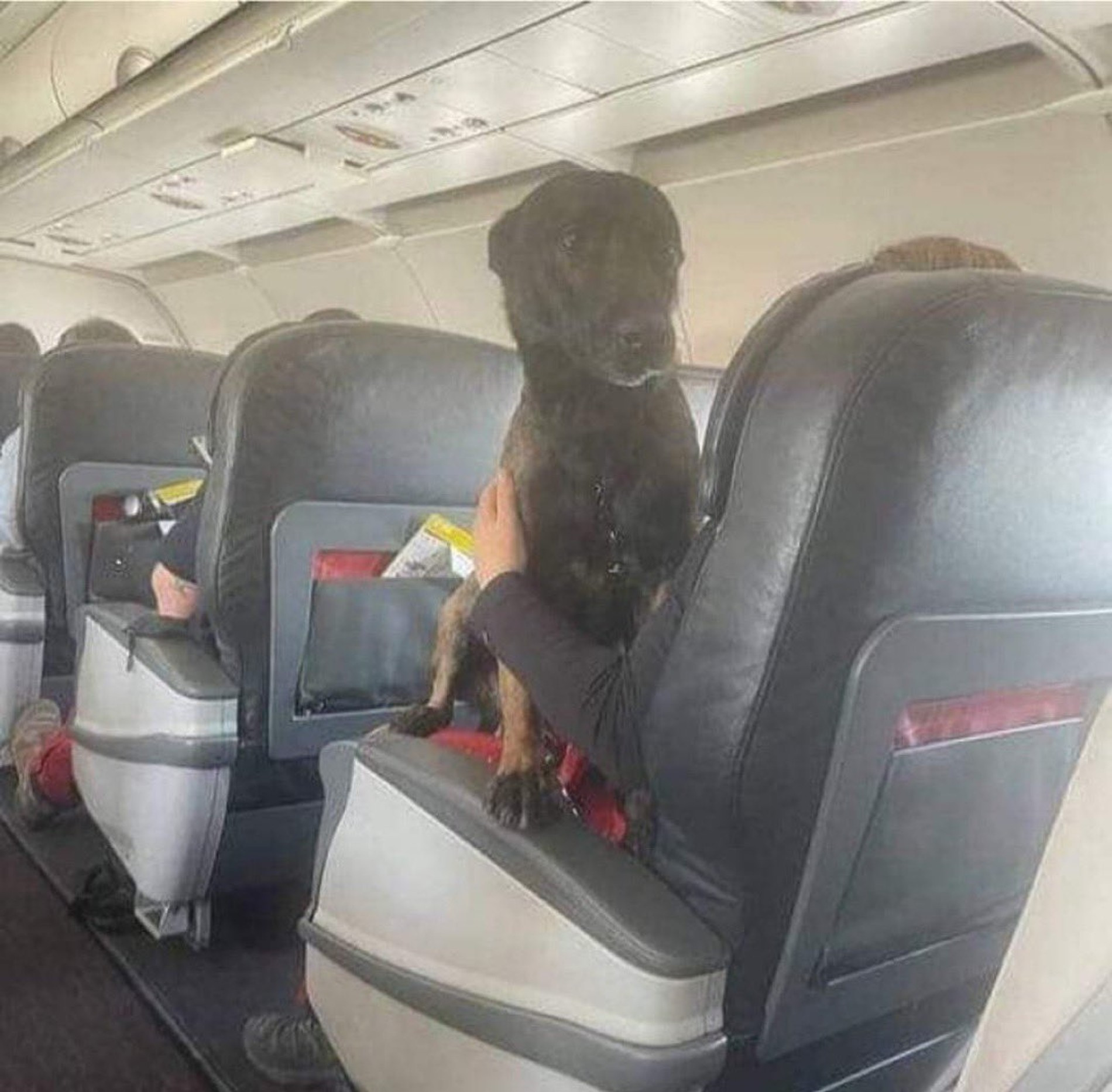 Собака-спасатель вместе со своим инструктором летит в салоне первого класса
Фото: Твиттер