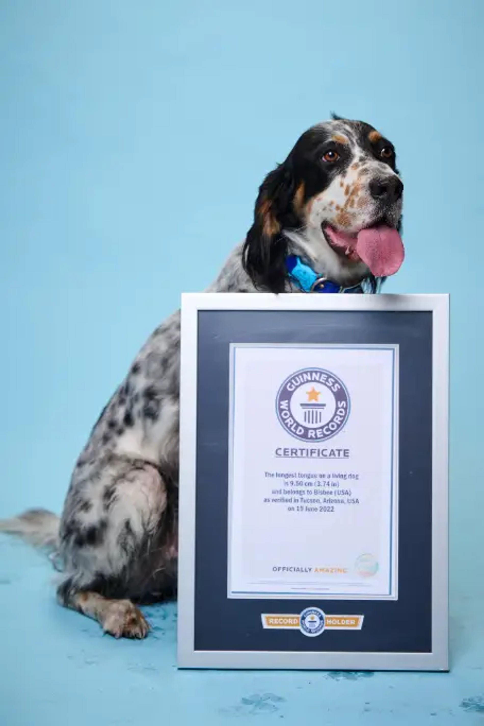 Пес Бисби — обладатель самого длинного языка в мире
Фото: Guinness World Records