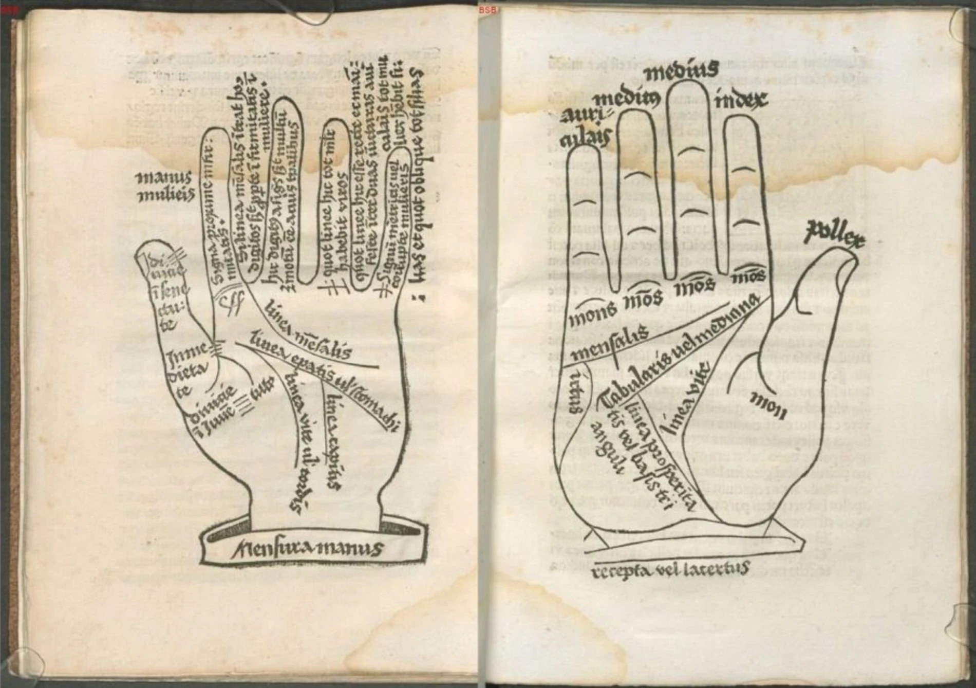 Иллюстрации из средневекового перевода труда Аристотеля о хиромантии. Источник: Bayerische StaataBibliothek
