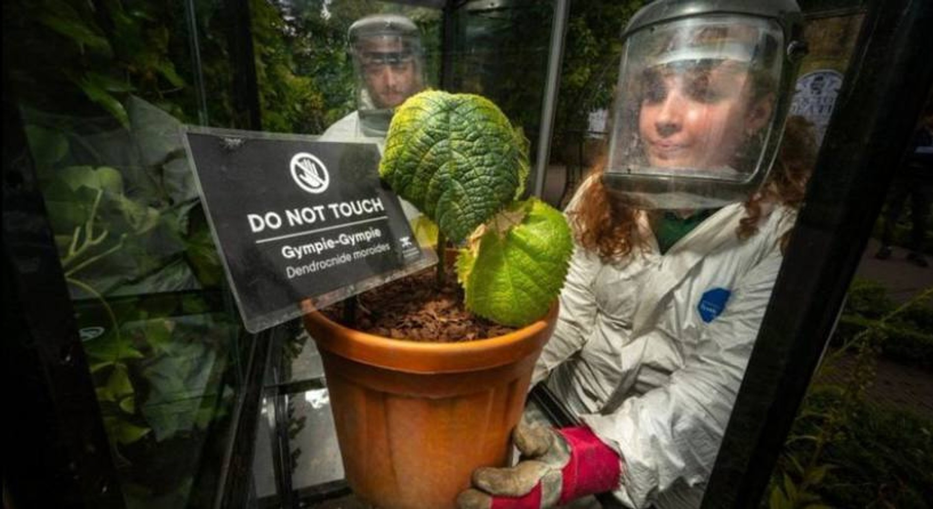 Сотрудники сада с ядовитым растением
Фото: BBC