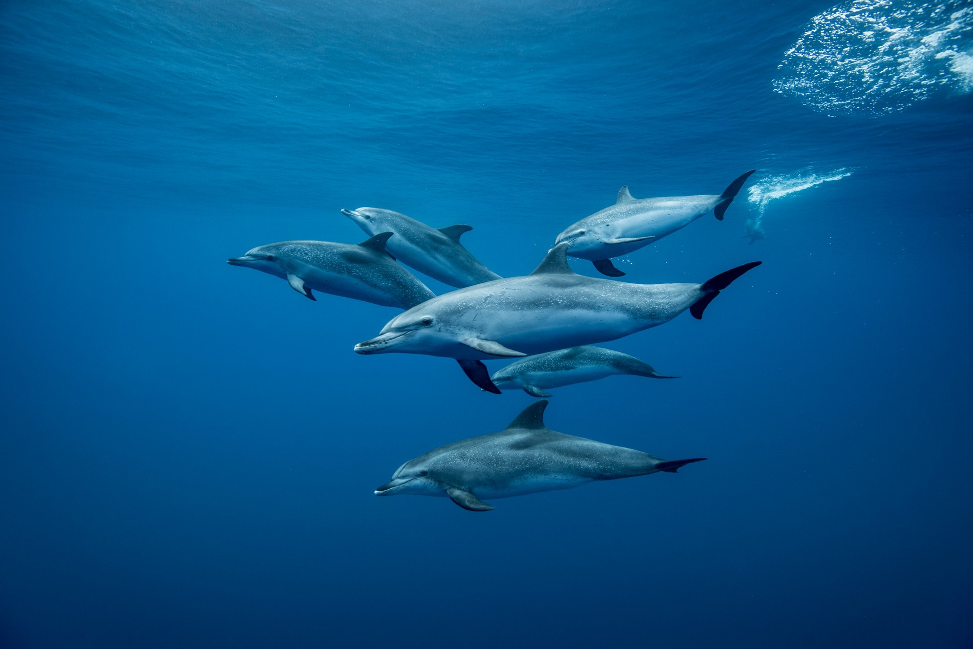 Дельфины. Фото: Getty Images