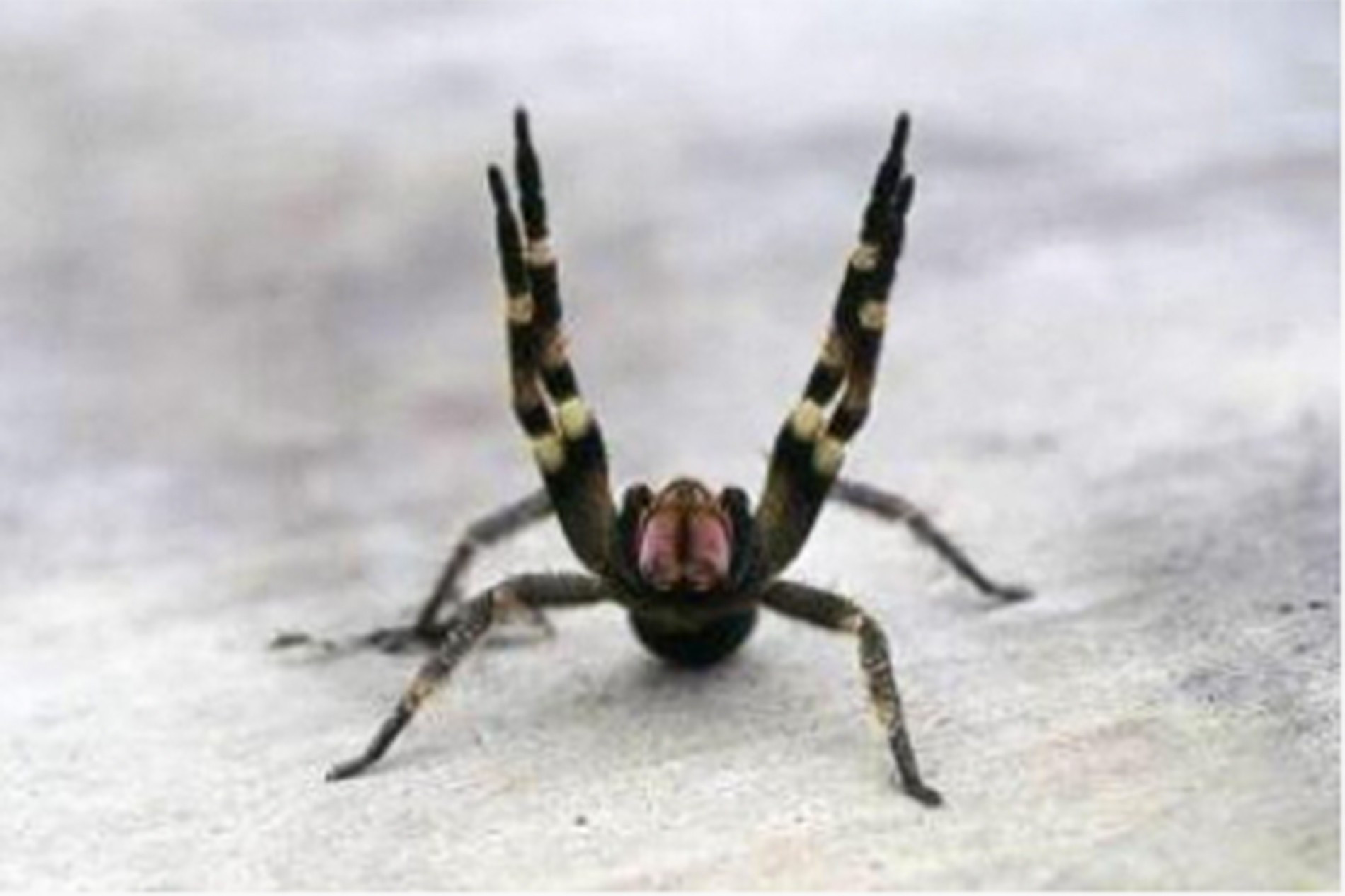 Бразильский ядовитый паук. Фото: NY Post
