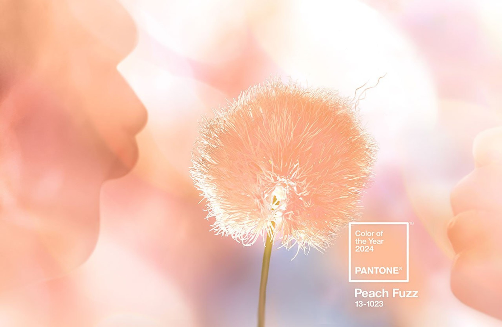 Цвет Peach Fuzz. Фото: Pantone