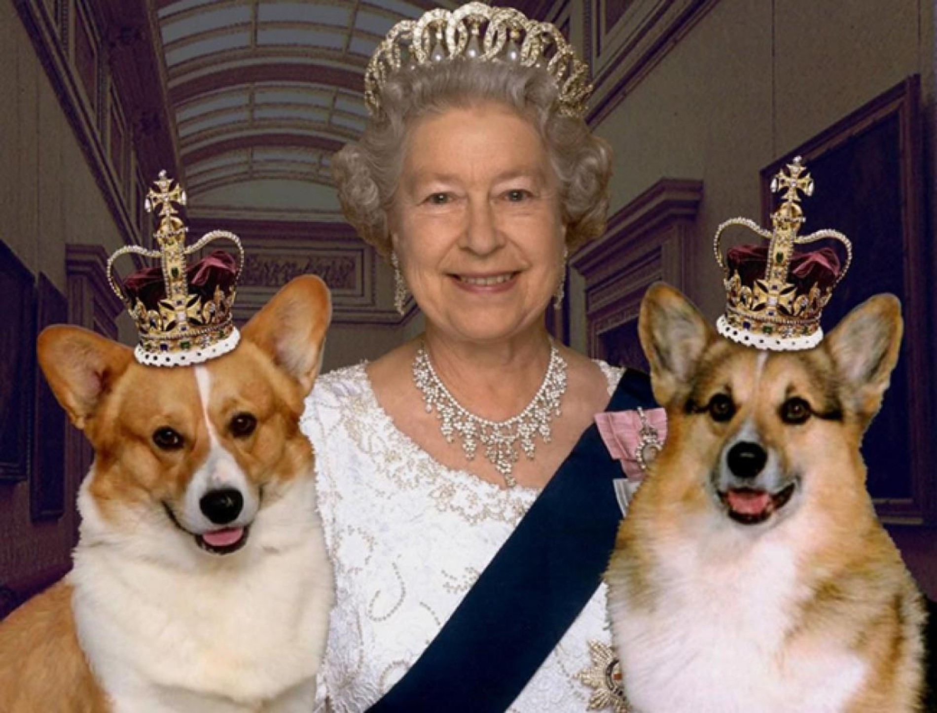 Любимые собаки королевы. Вельш корги Елизаветы 2. Вельш корги королевы Елизаветы. Корги королевы Елизаветы 2.
