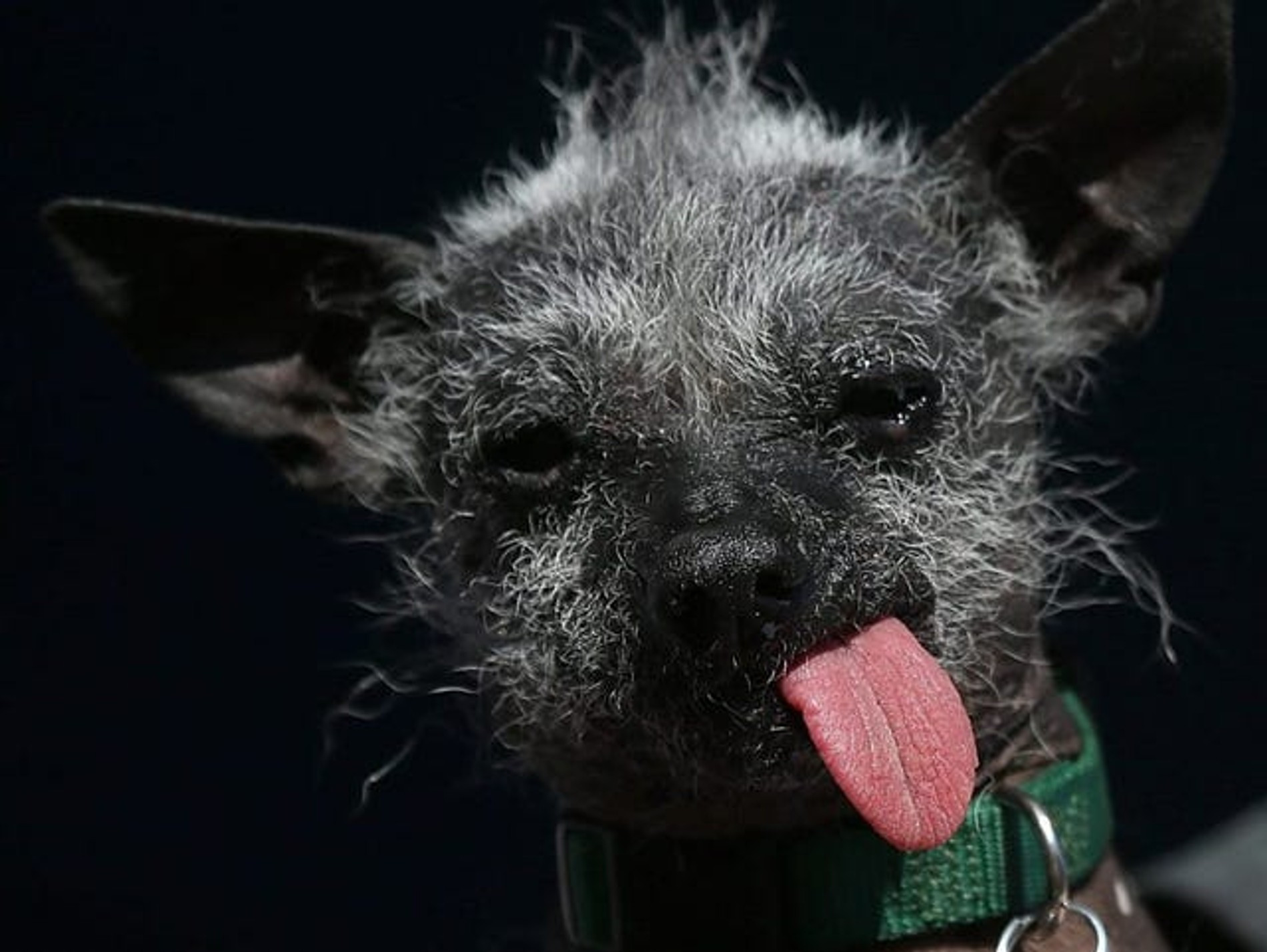 Страшные собаки в мире. Мексиканская хохлатая уродливая. Страшные маленькие собаки. Конкурс на самую уродливую собаку.